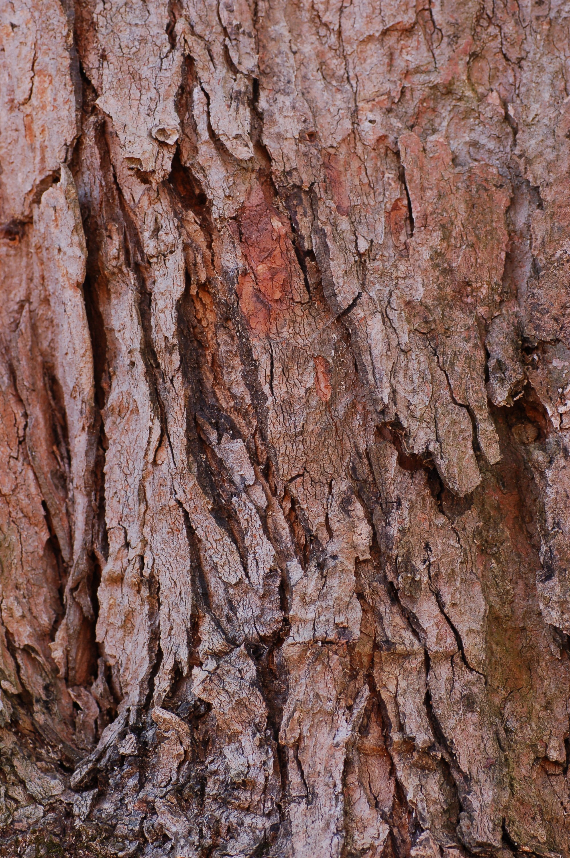 Sugar_Maple_Acer_saccharum_Trunk_Bark_2000px.jpg