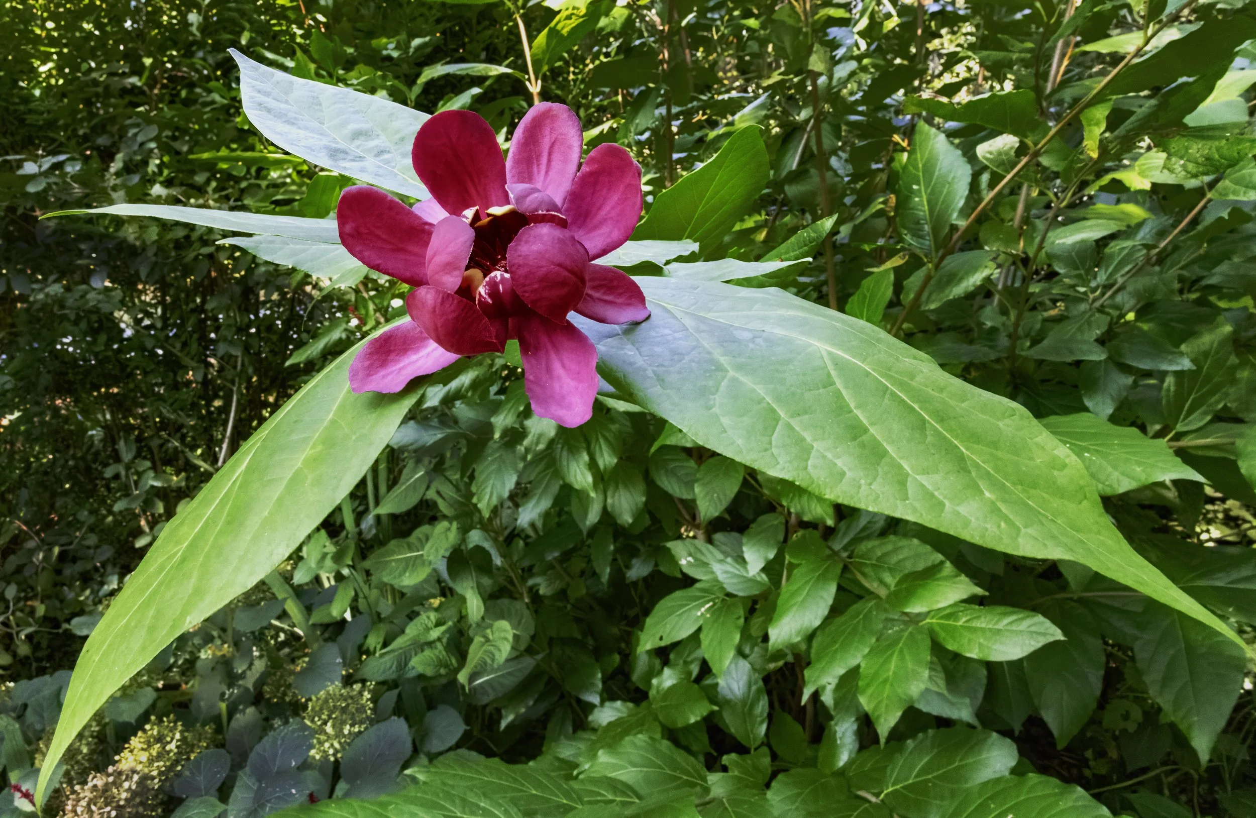Allspice/Sweetshrub