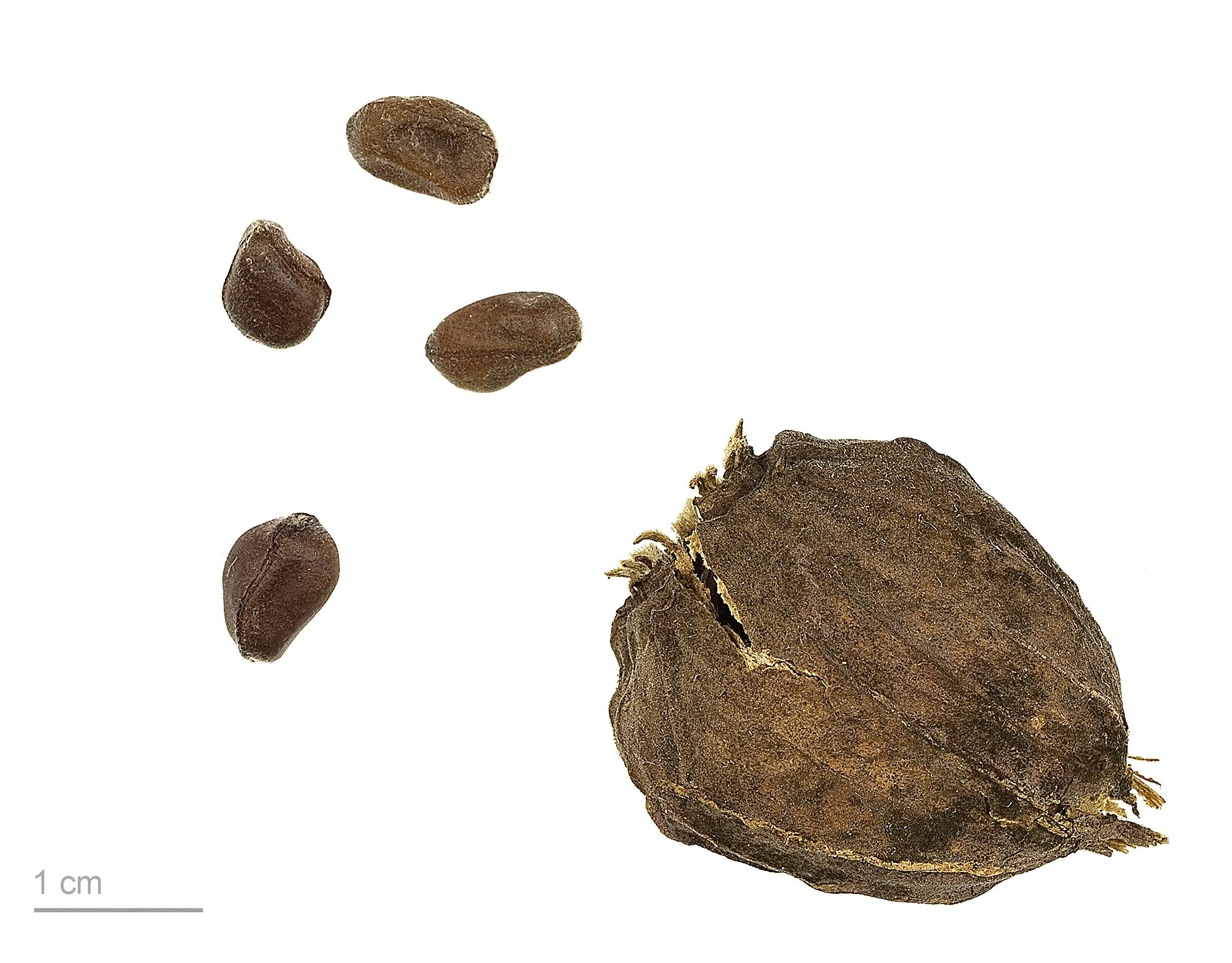 Calycanthus_floridus_MHNT.BOT.2009.7.13.jpg