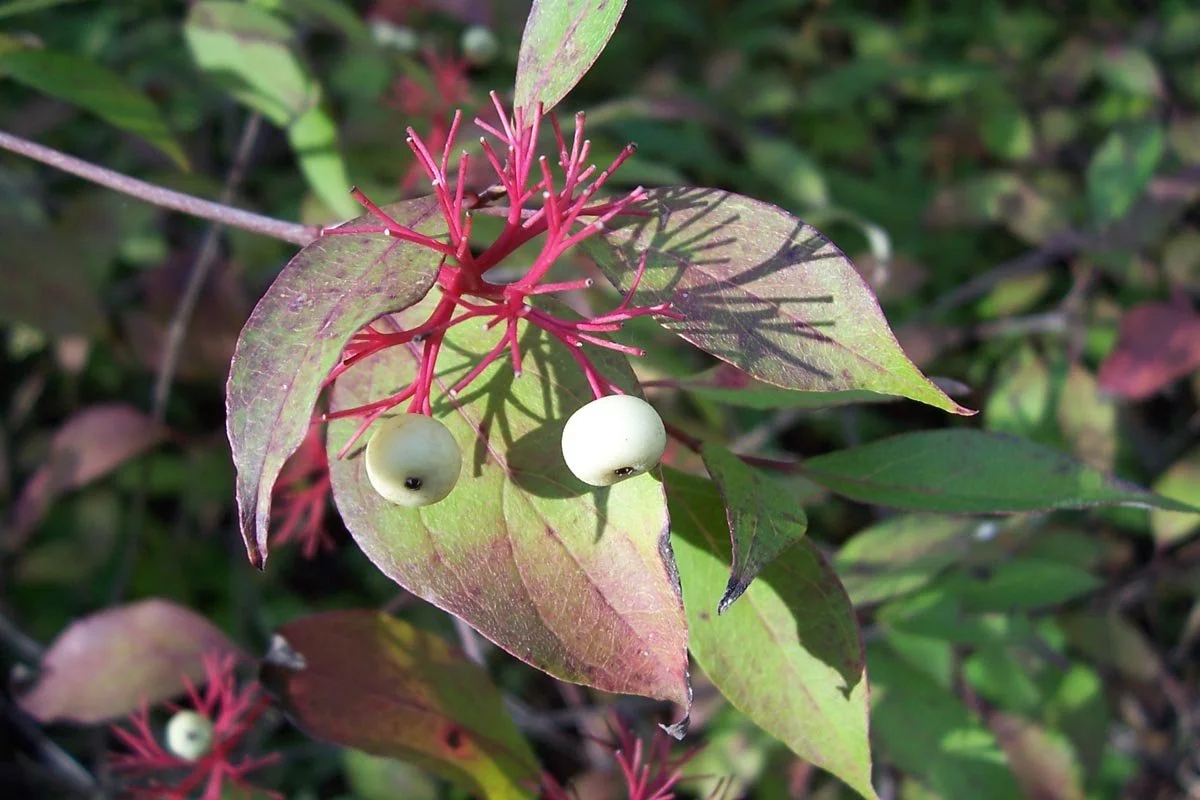Red_Osier_Dogwood.jpg