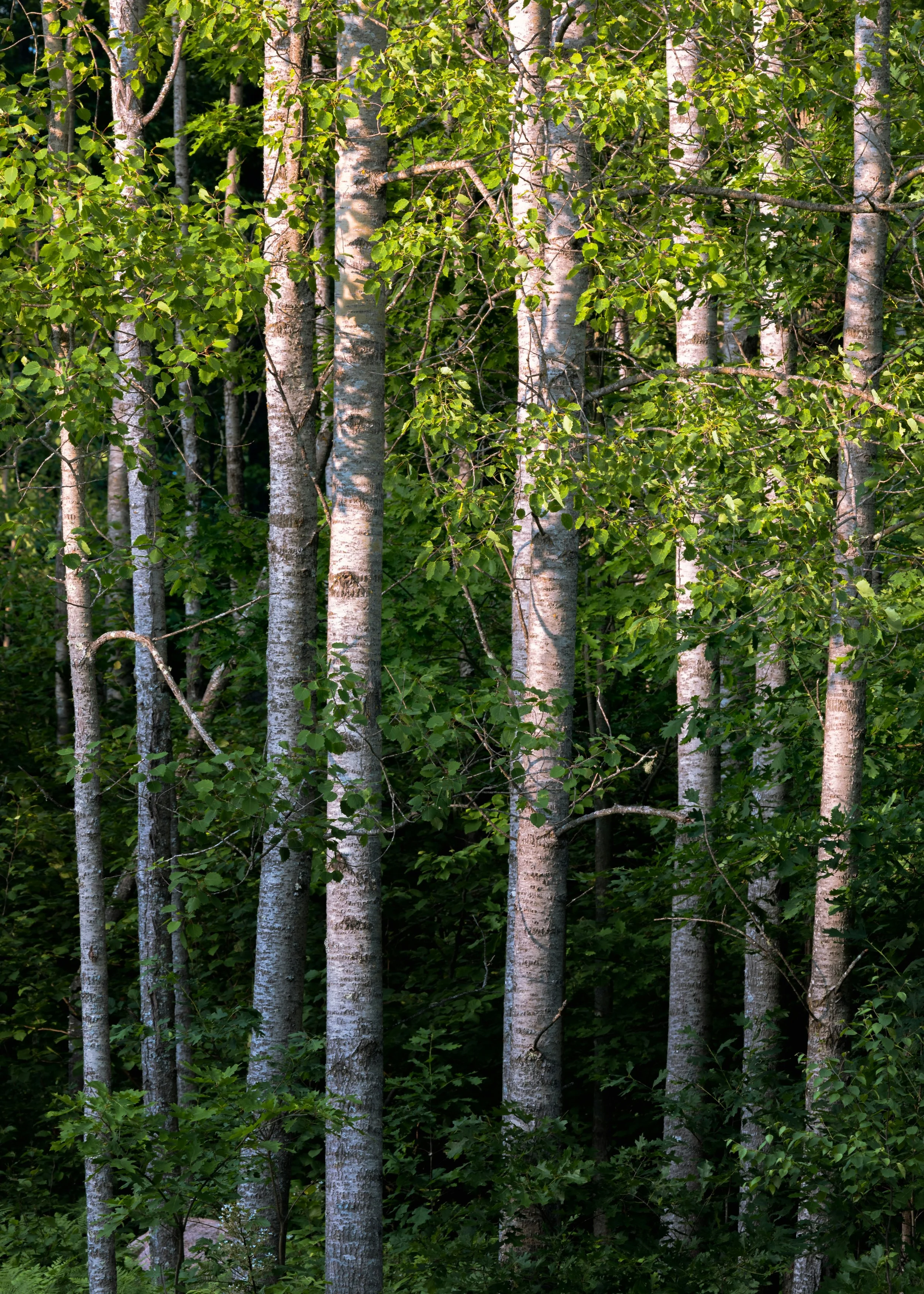 Alder Speckled  (Gray)