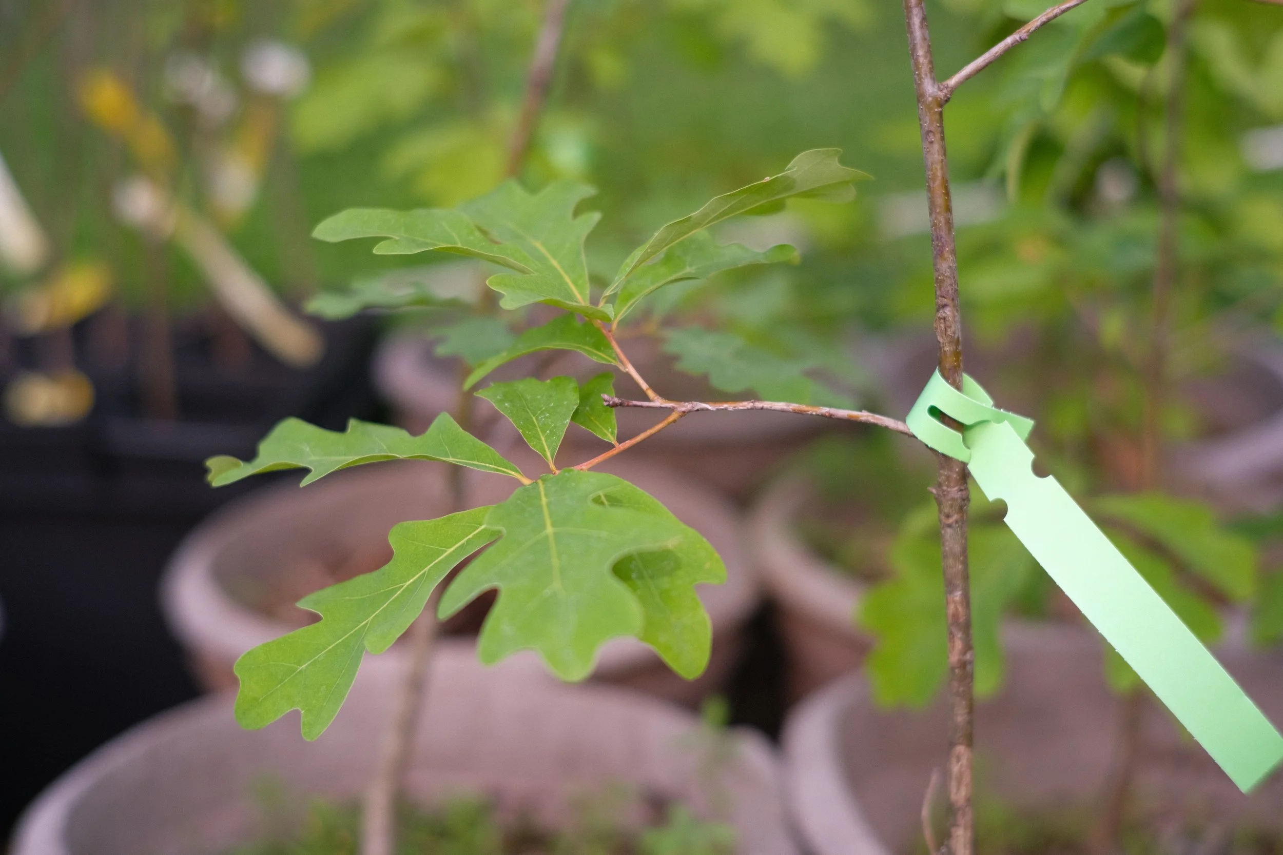 White Oak