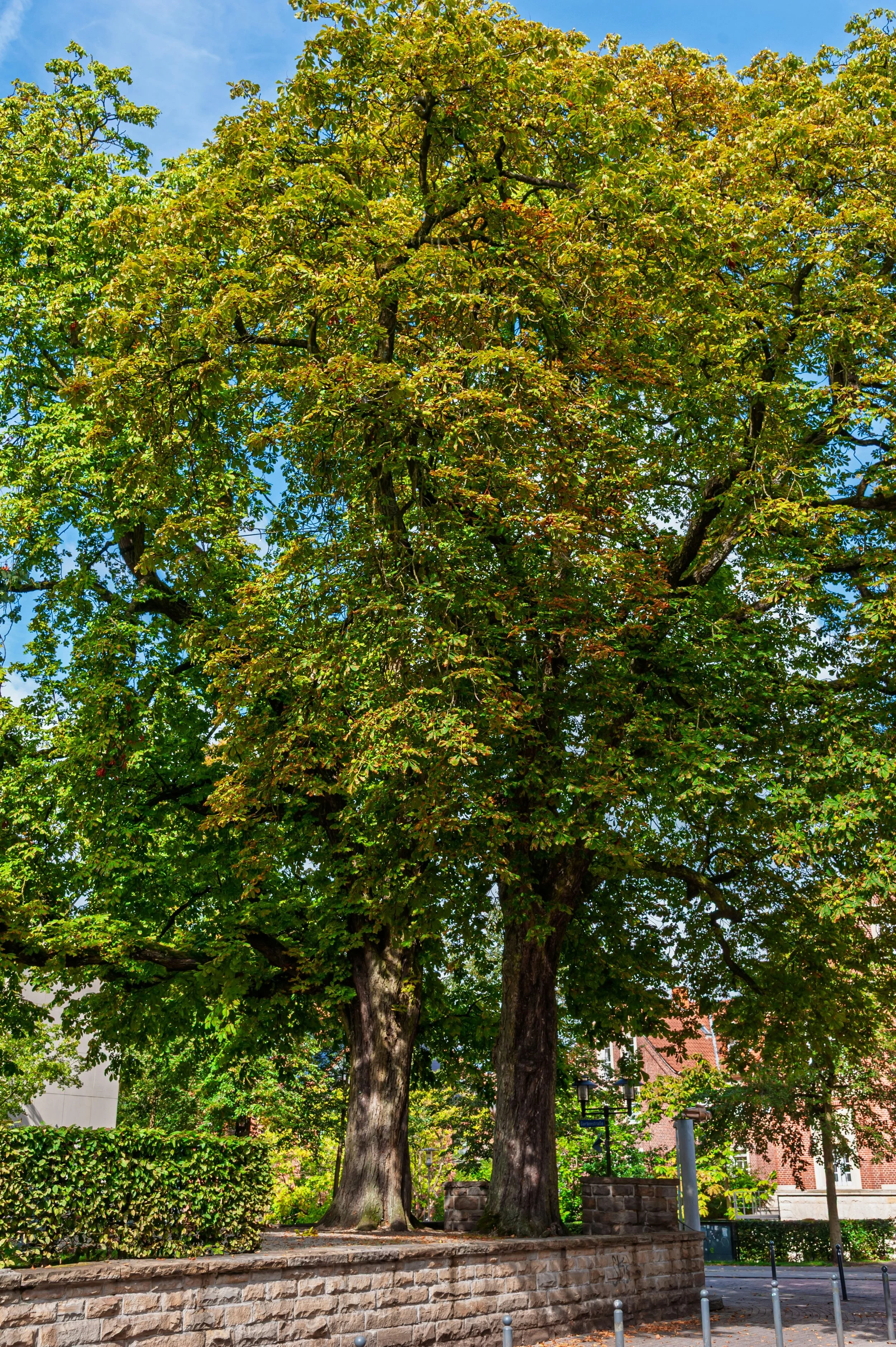 Chestnut tree 2.jpg