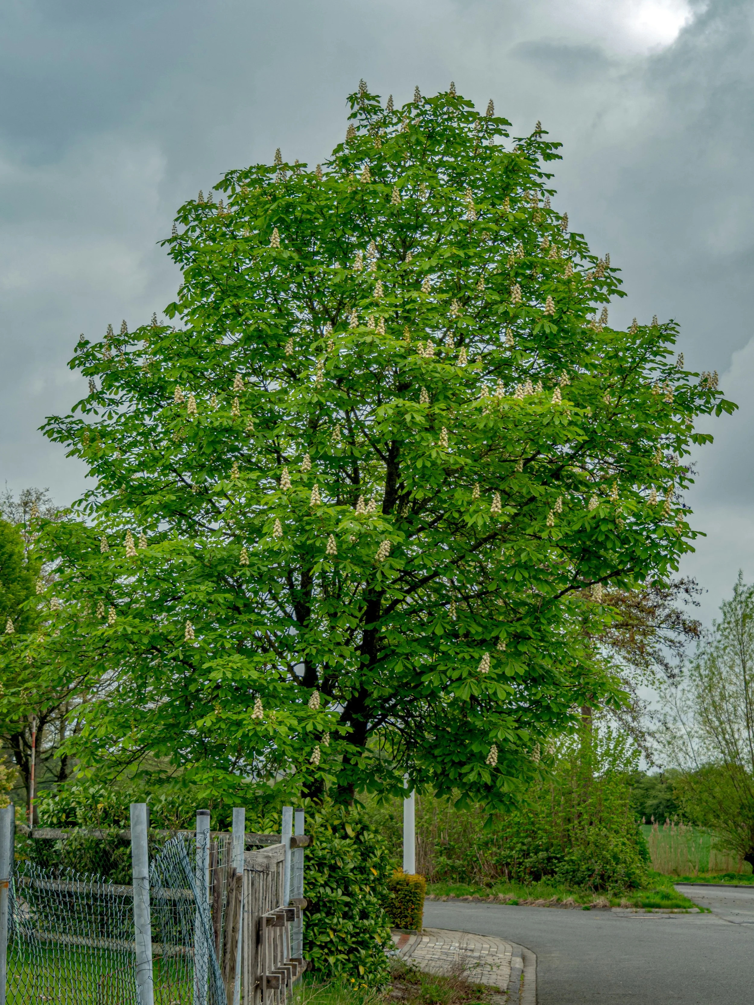 Chestnut tree 3.jpg