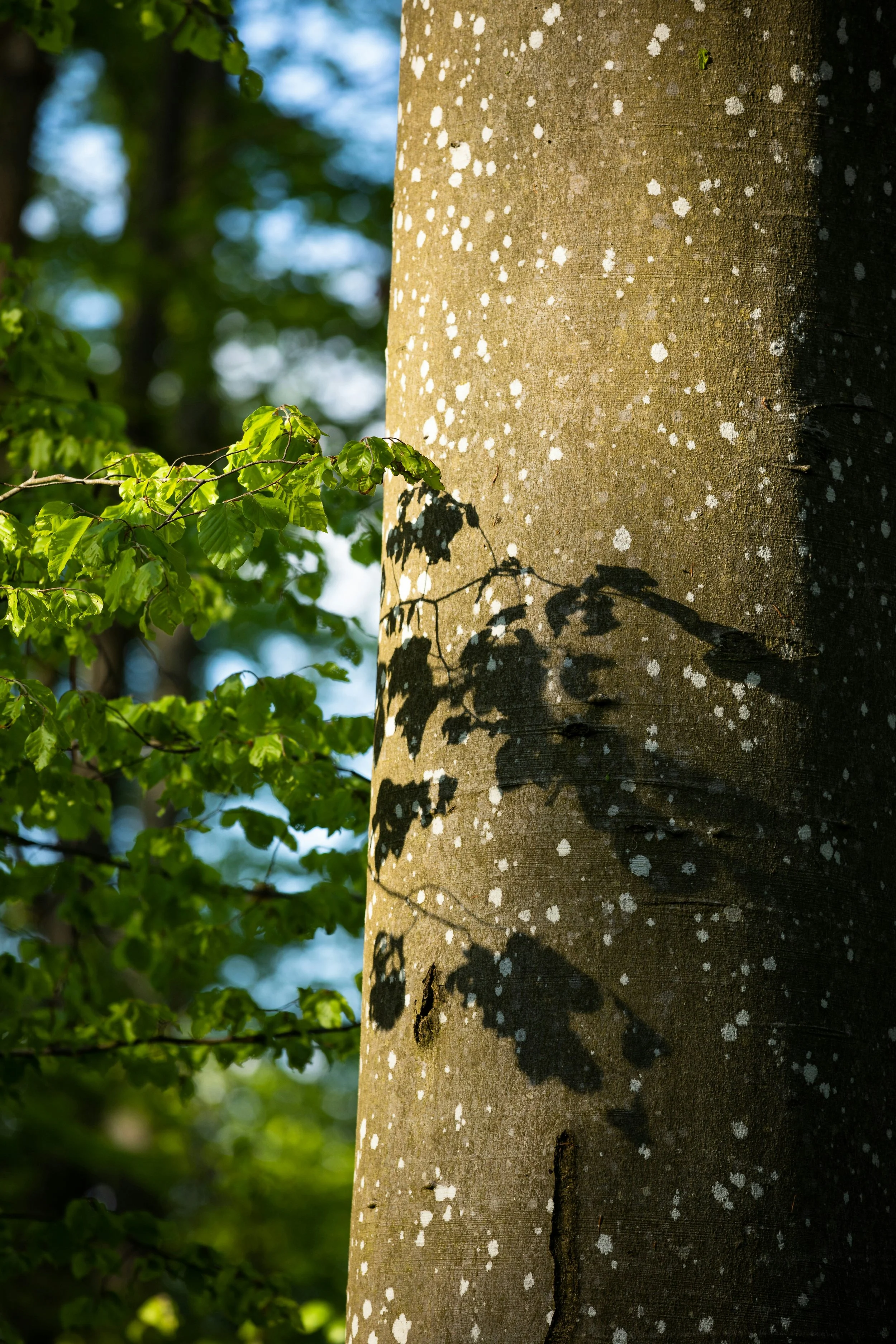 Speckled Alder.jpg