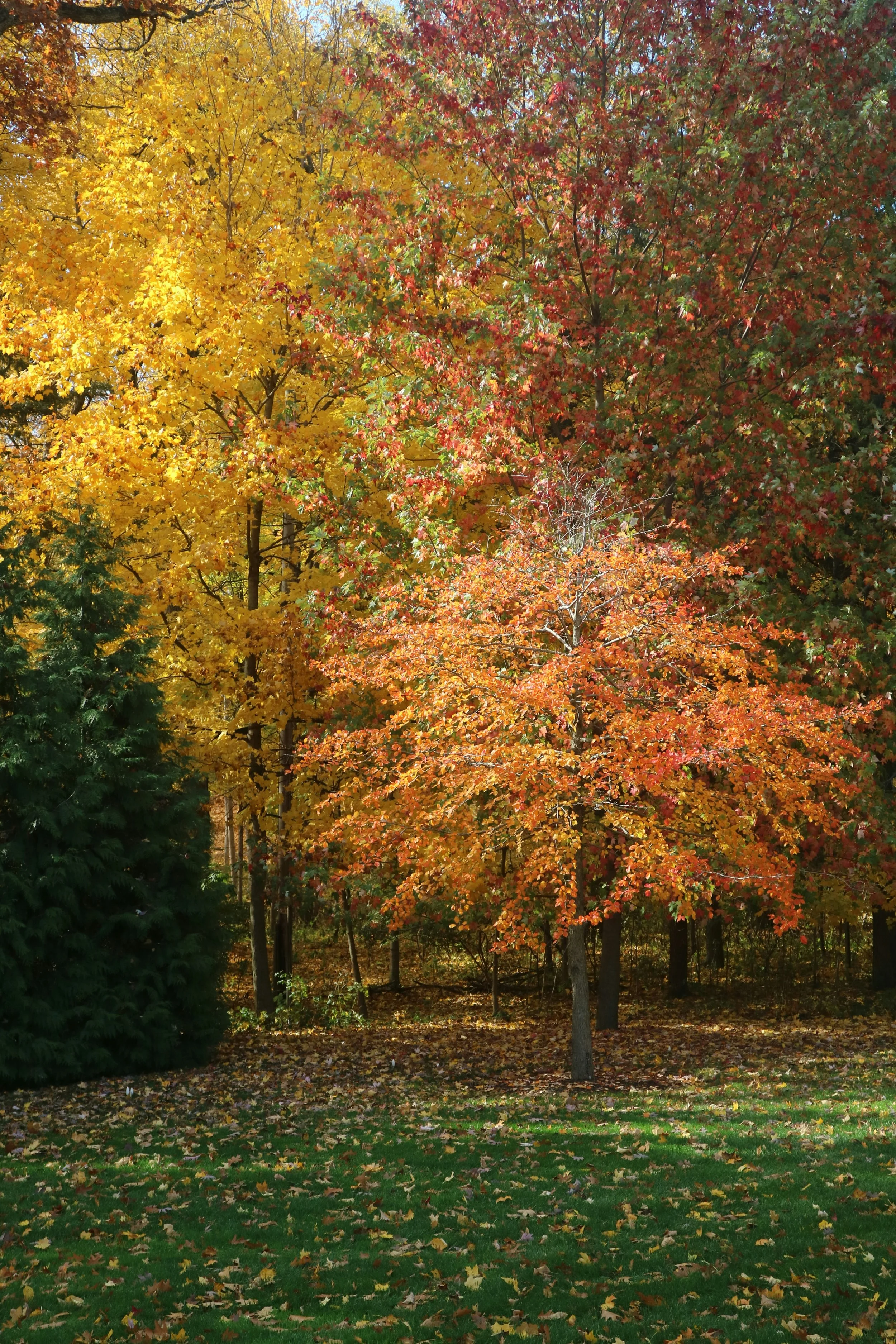 Sassafras.jpg