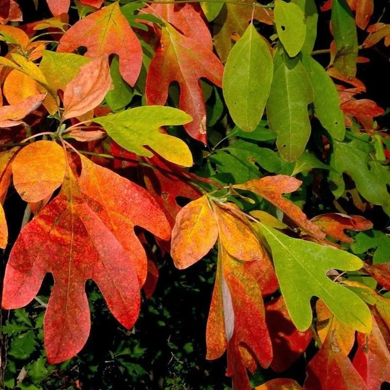 Sassafras Fall color.jpg