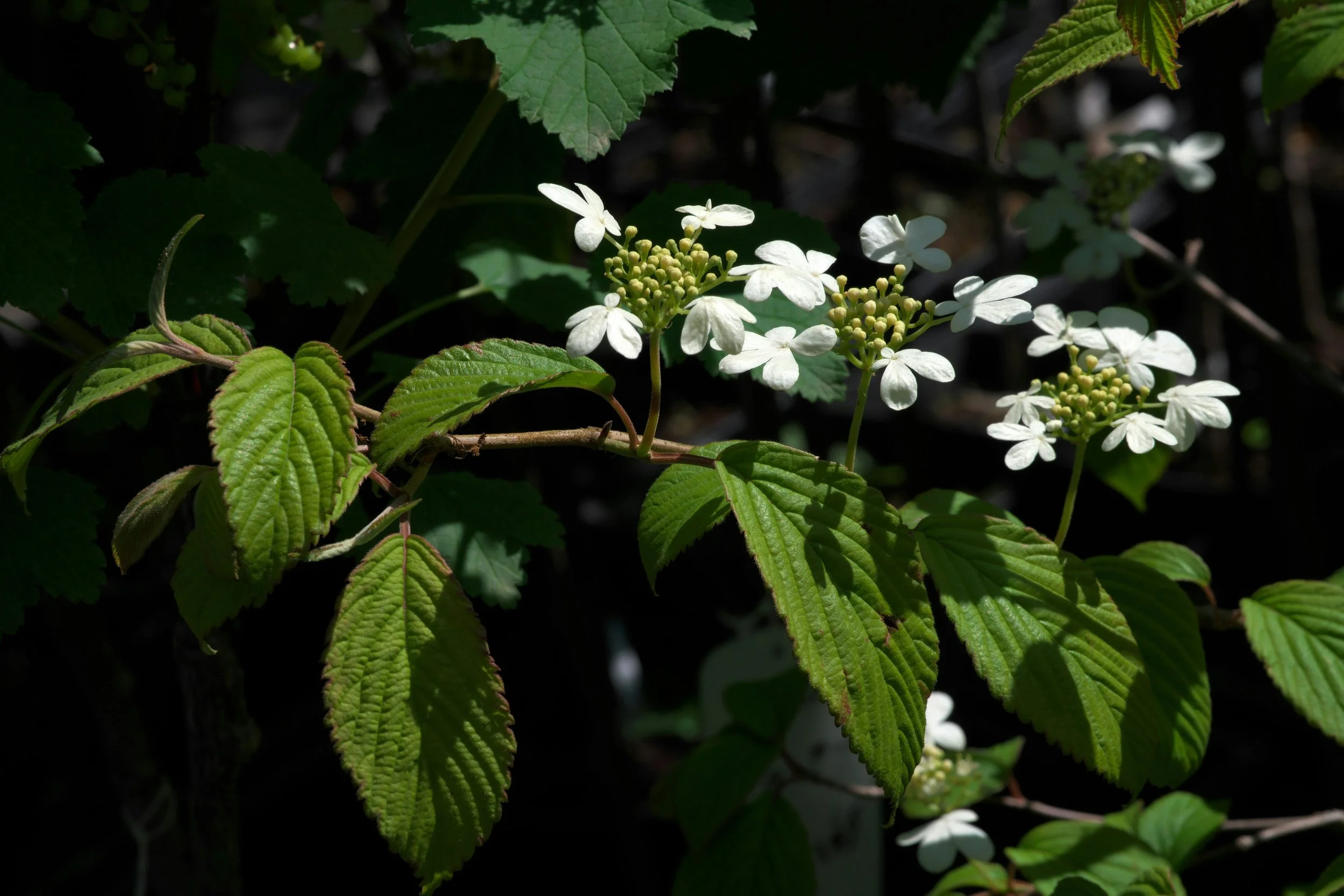 Arrowood leaves.jpg