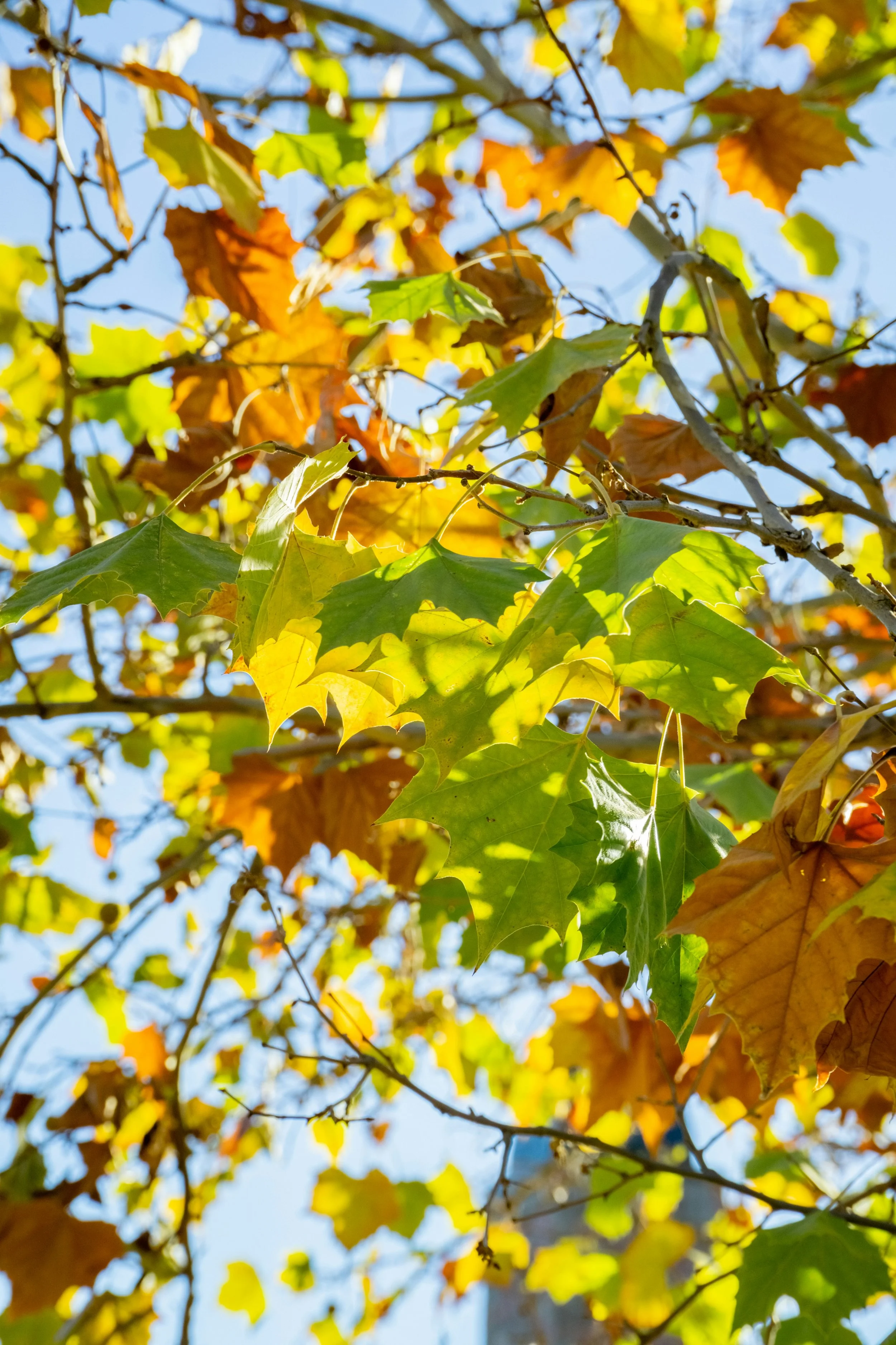 Sycamore Tree - Leaves Turning.jpg