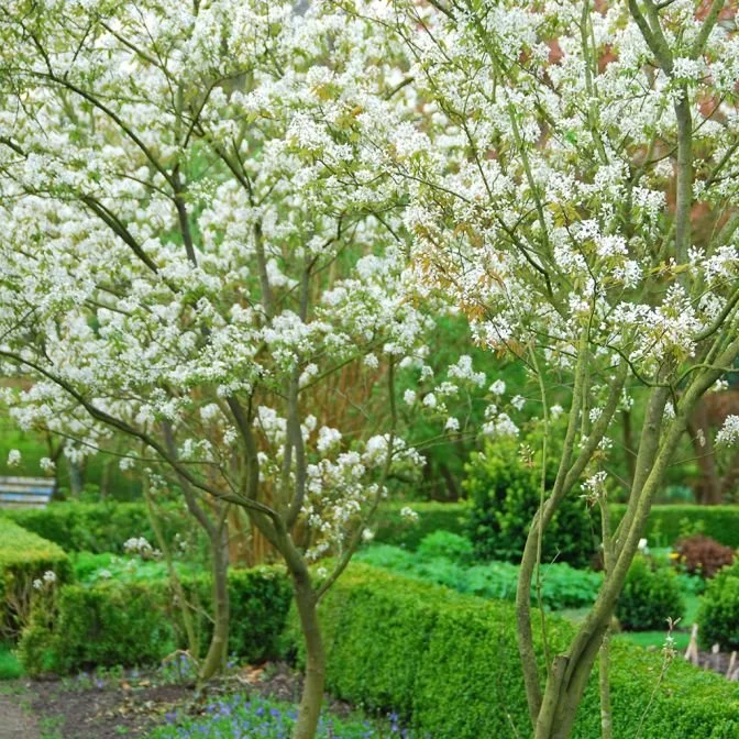 Serviceberry Downy