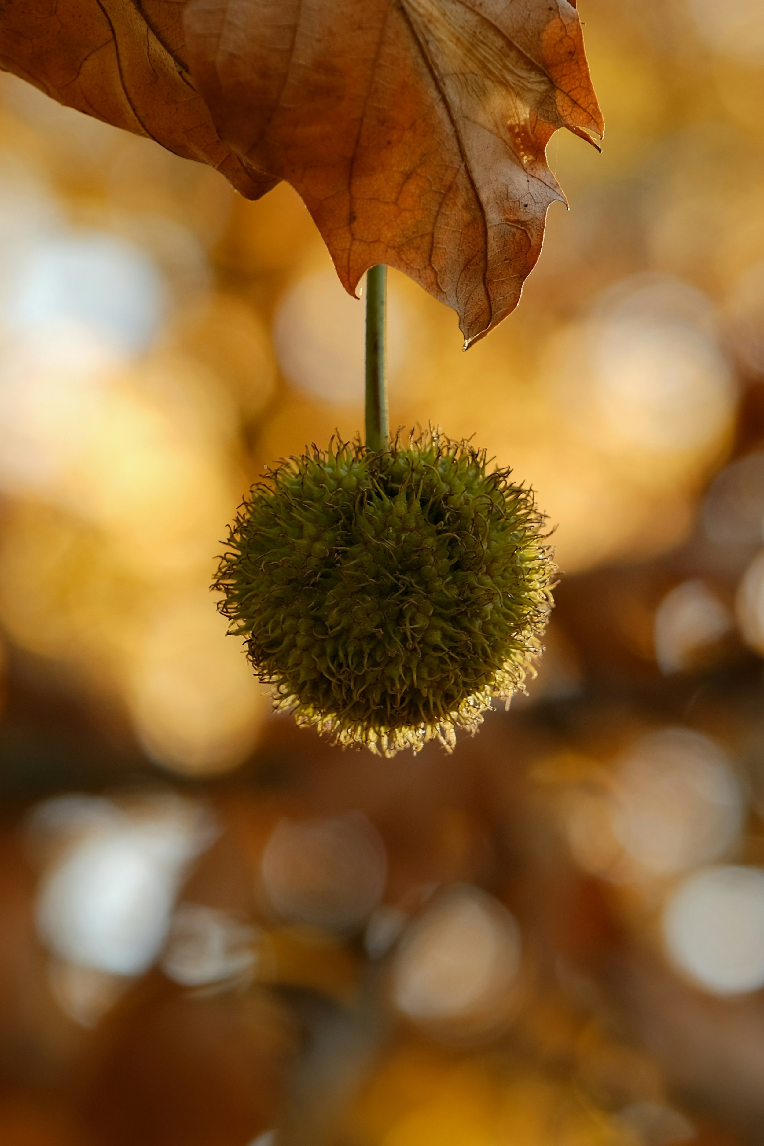 Sycamore Seed Ball.jpg