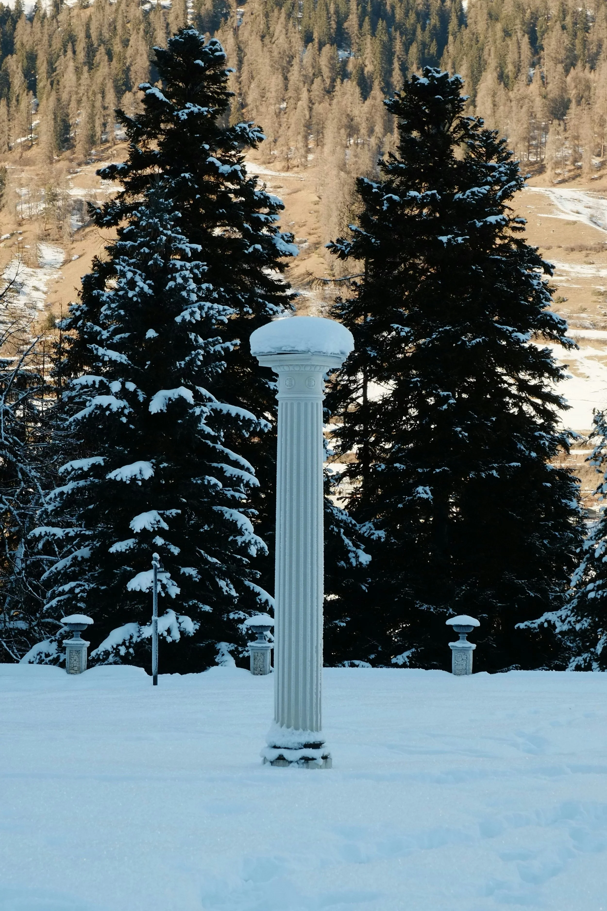 Blue Spruce in Garden.jpg