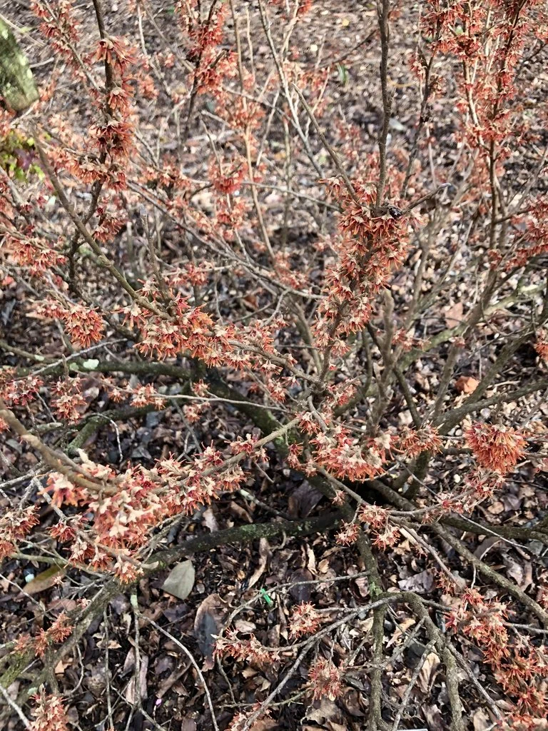 Vernal Witchhazel - Winter Blooms.jpeg
