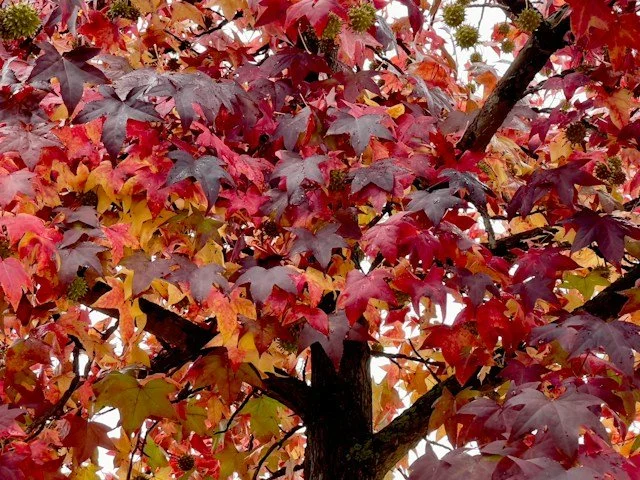 Elm Tree
