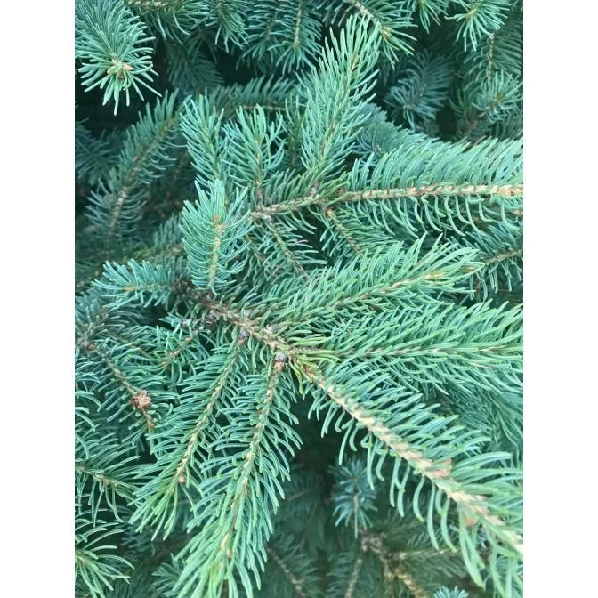 black-hills-spruce-conifer_2.jpg