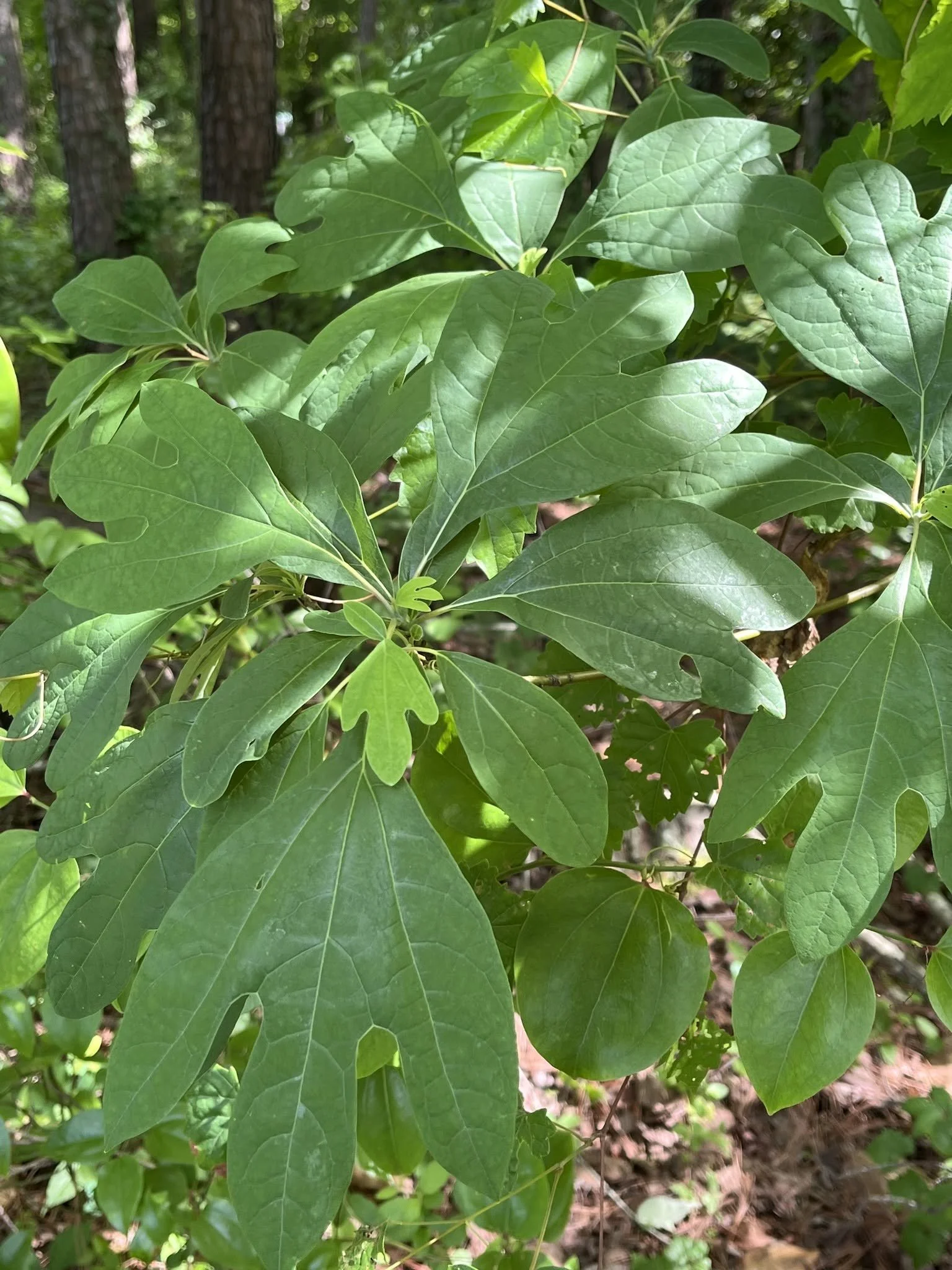 Sassafras leaves.jpg