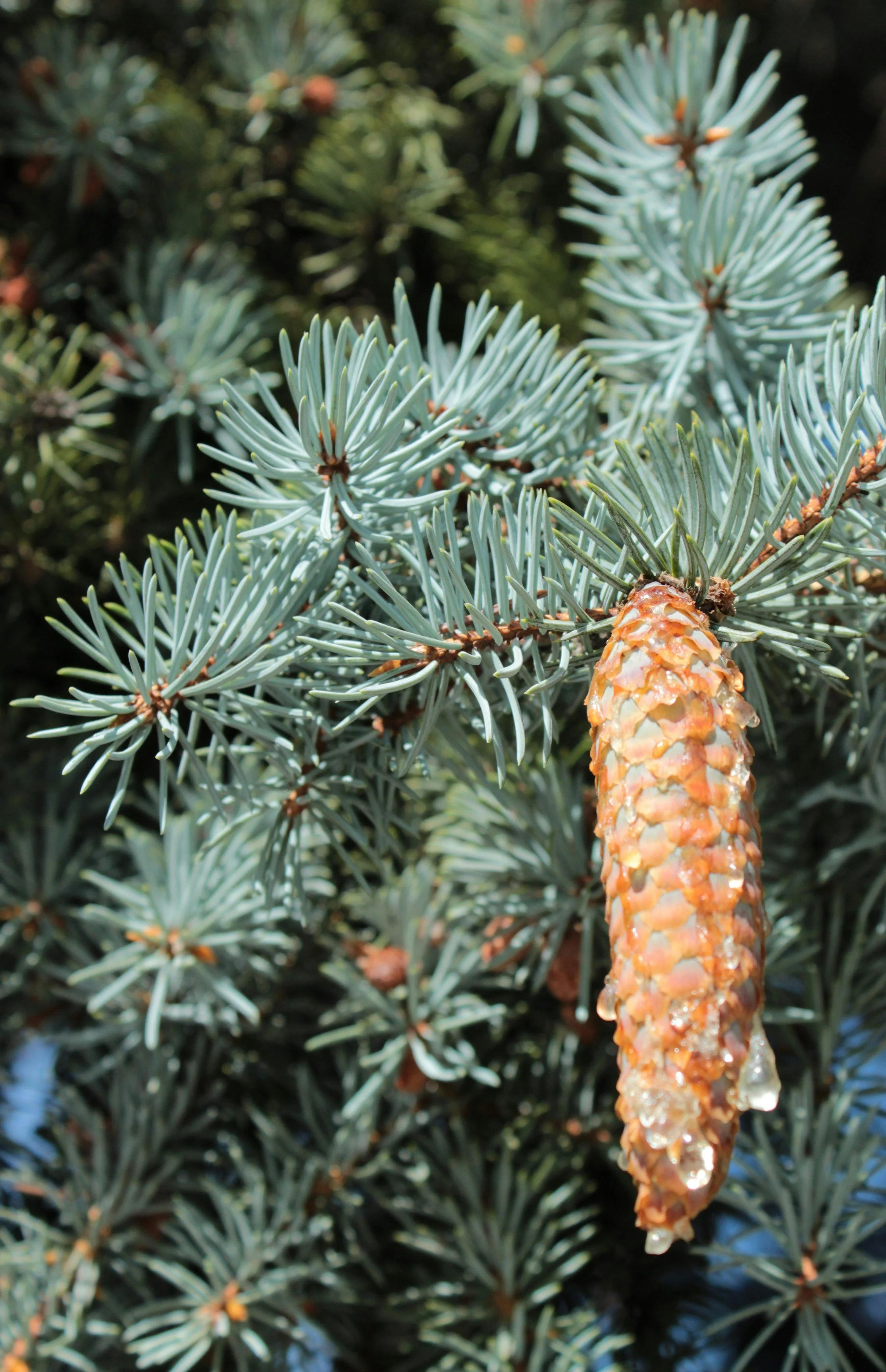 Blue Spruce Cone.jpg