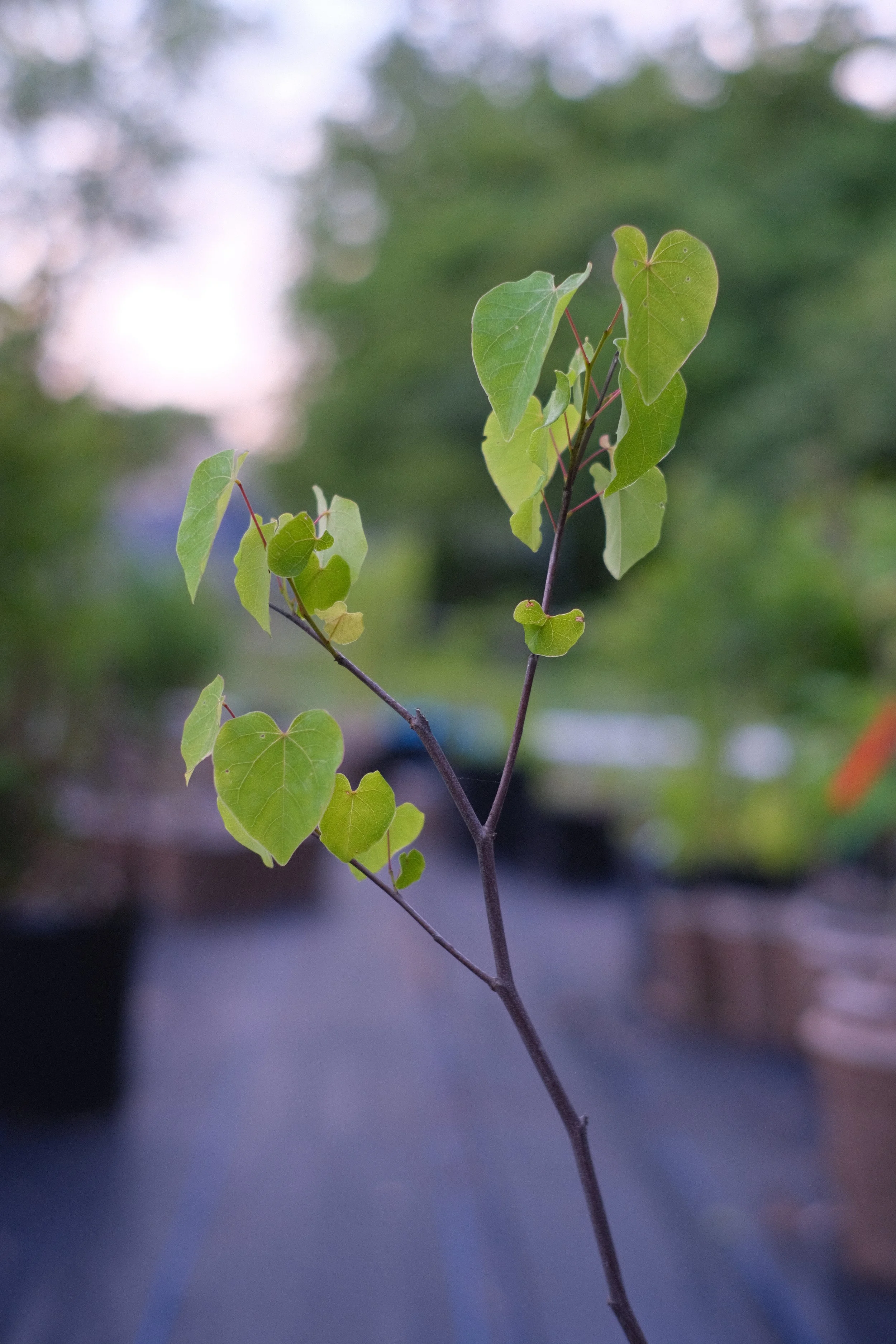 Redbud