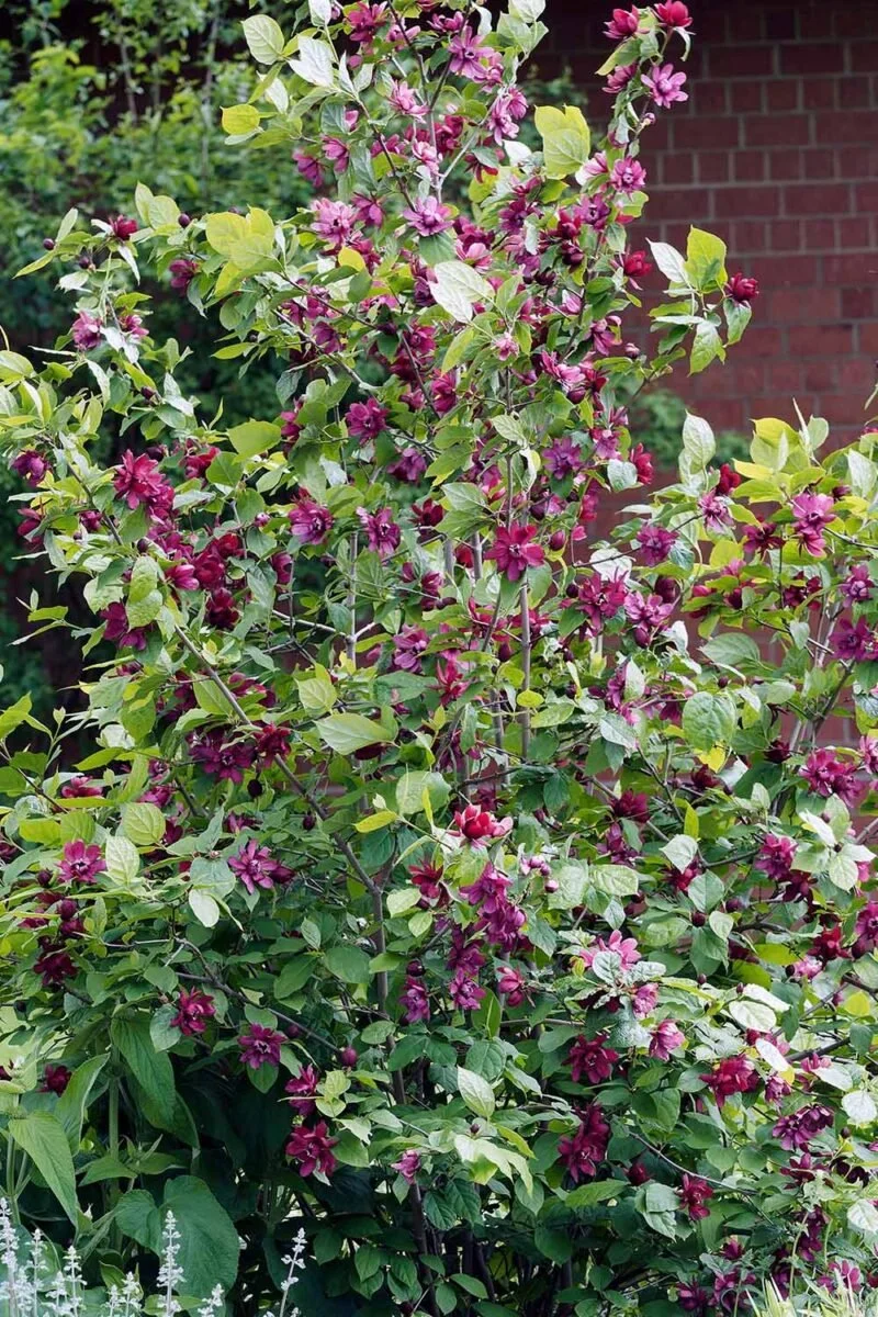 Allspice/Sweetshrub