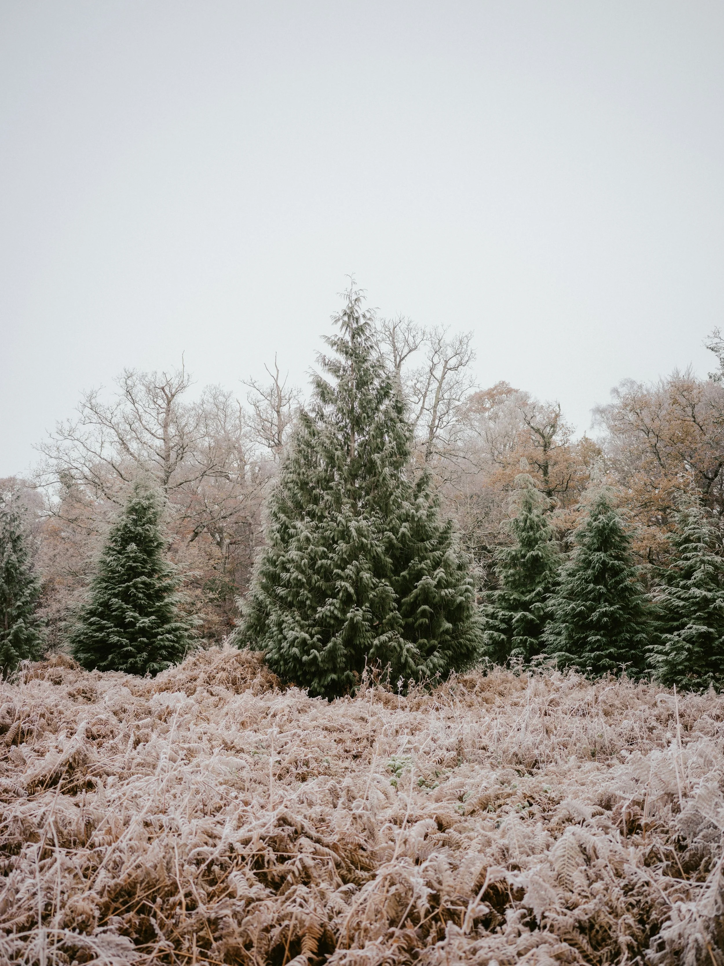 White Spruce in Field.jpg