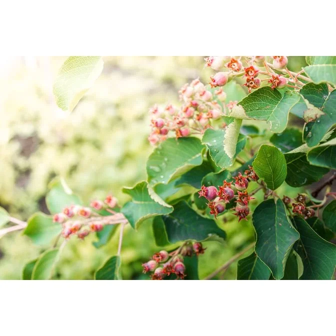Serviceberry Downy Fruit.jpg