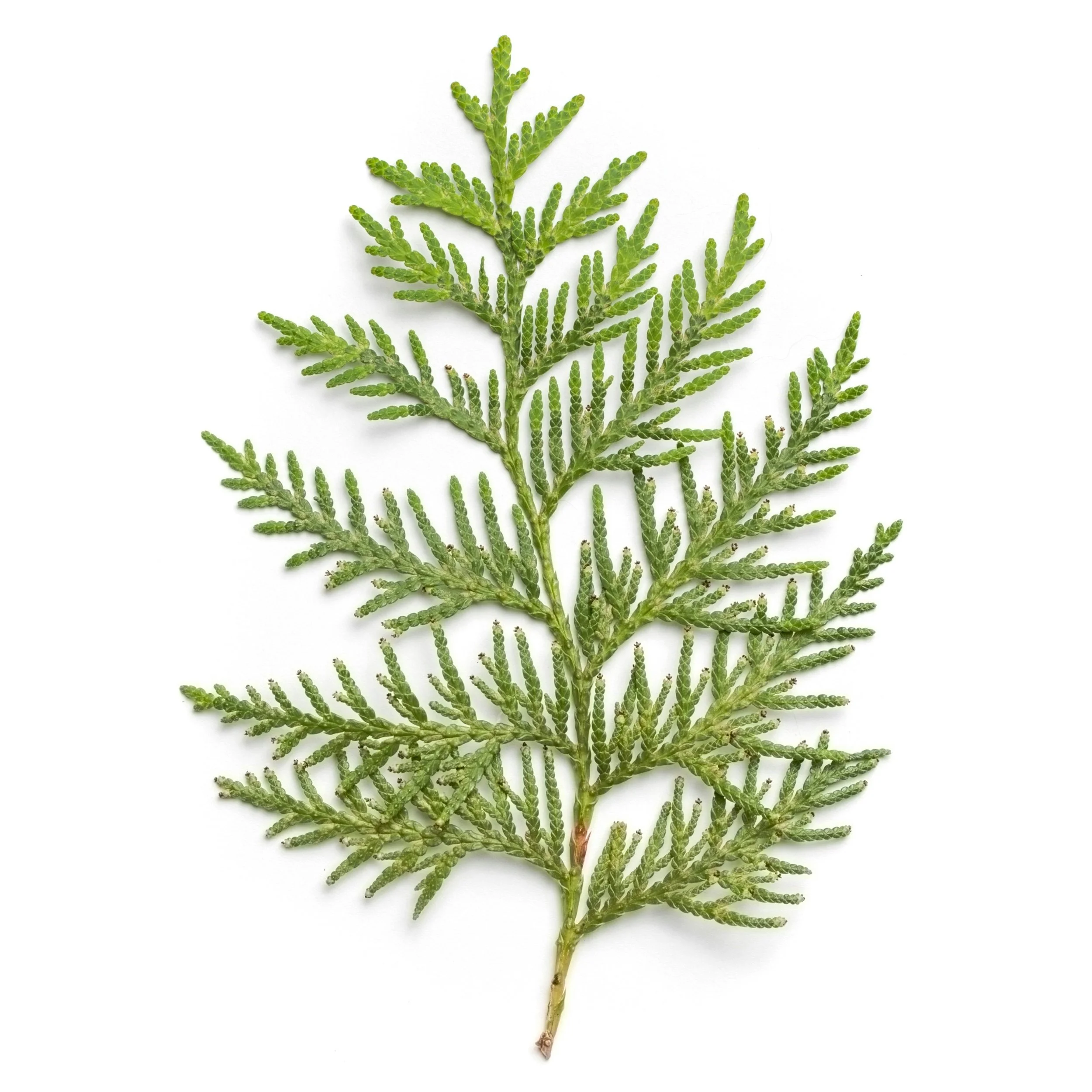 White Cedar Leaf.jpg