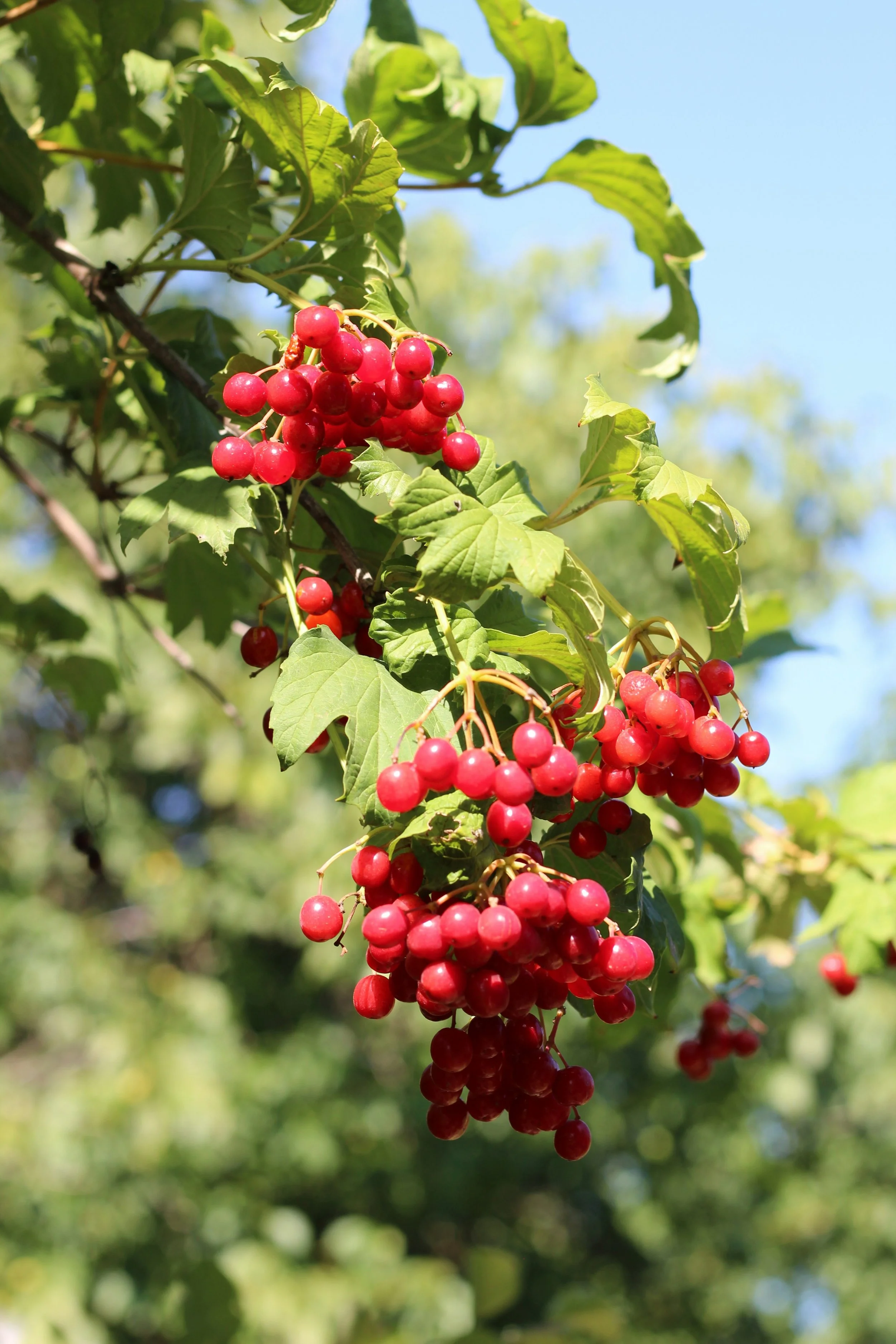 Arrowood Berries.jpg