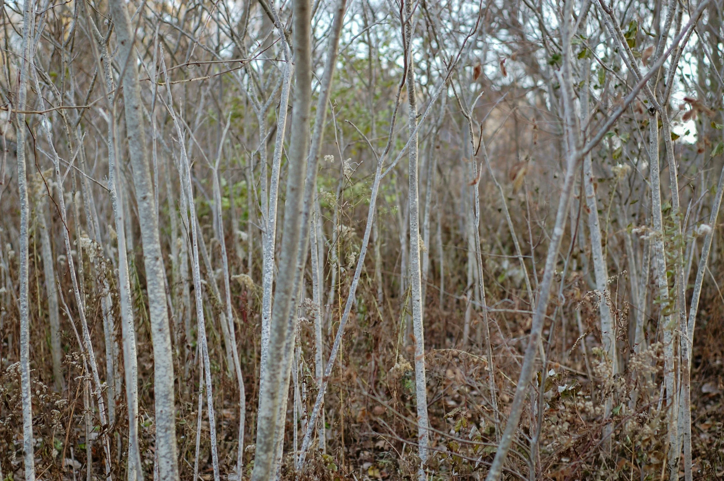 Smooth Alder Thicket.jpg