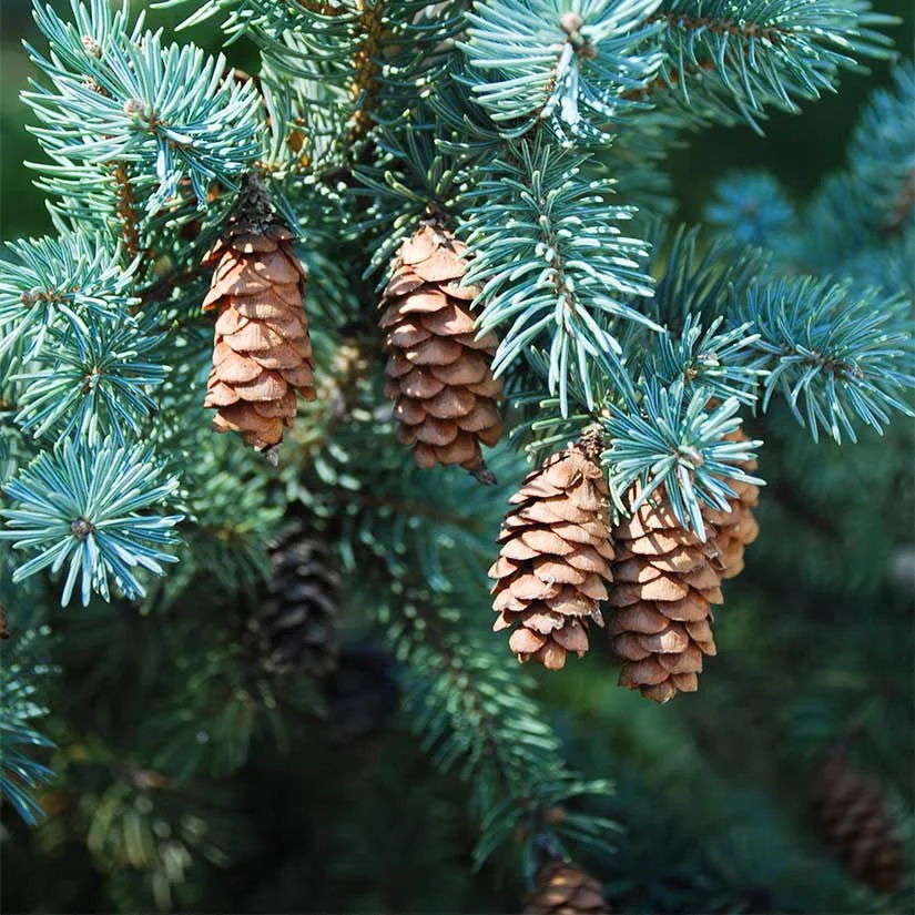 White Spruce Cone.jpg