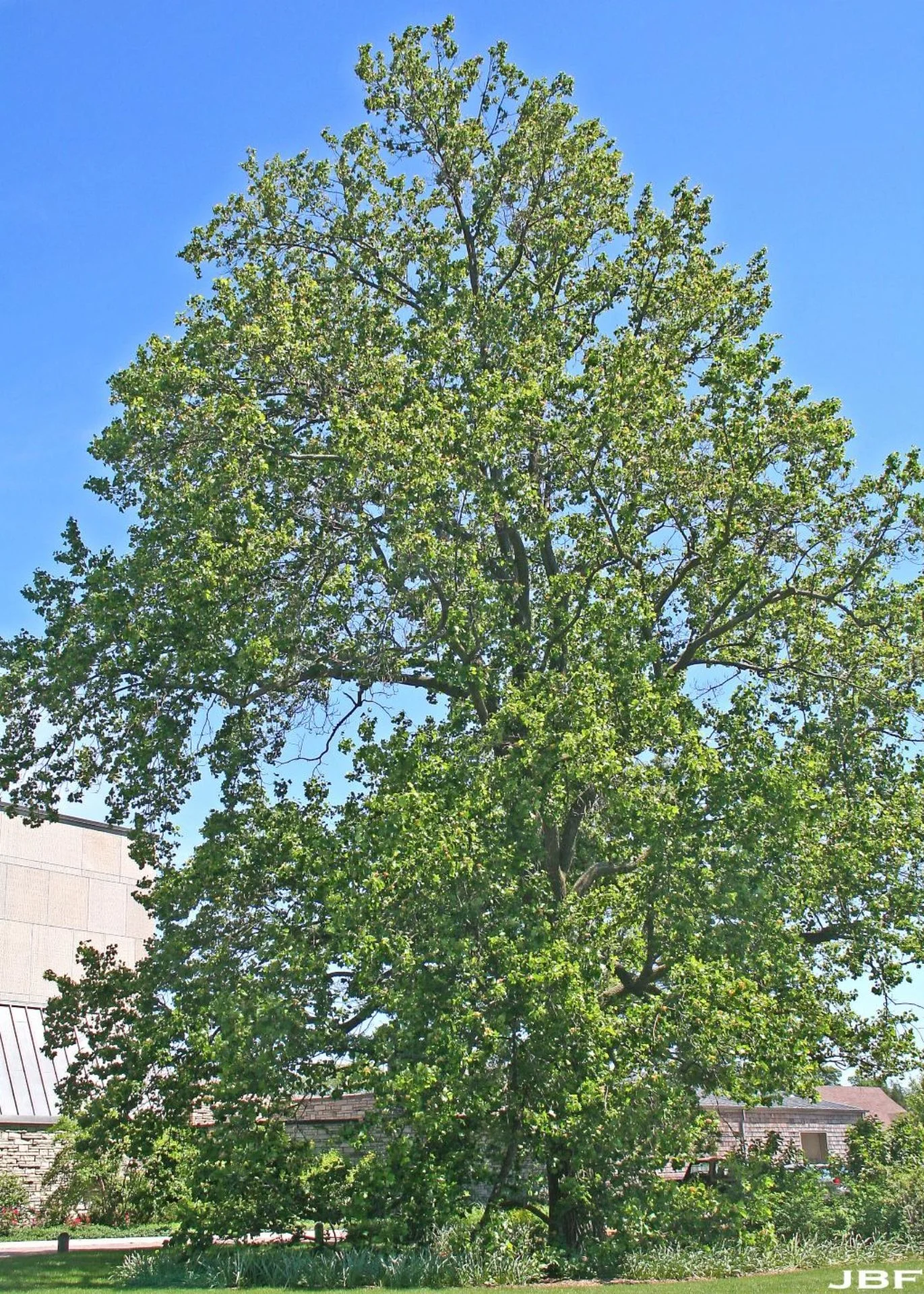 Tuliptree