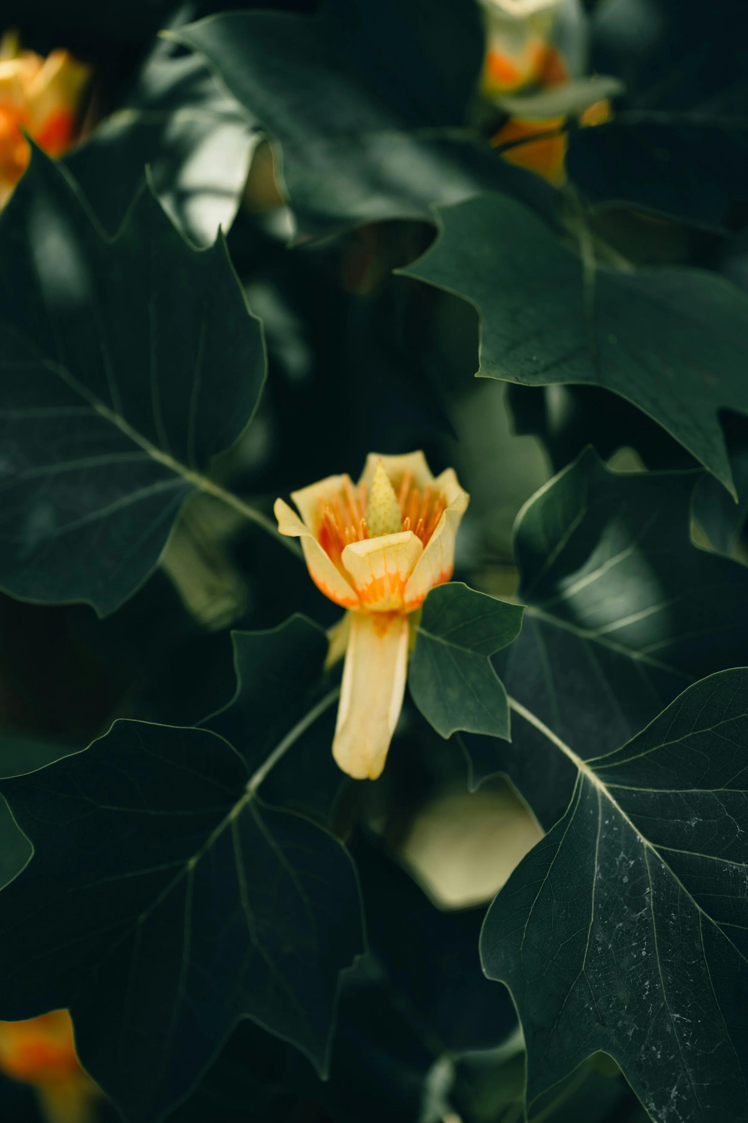 Tulip Tree Flower.jpg