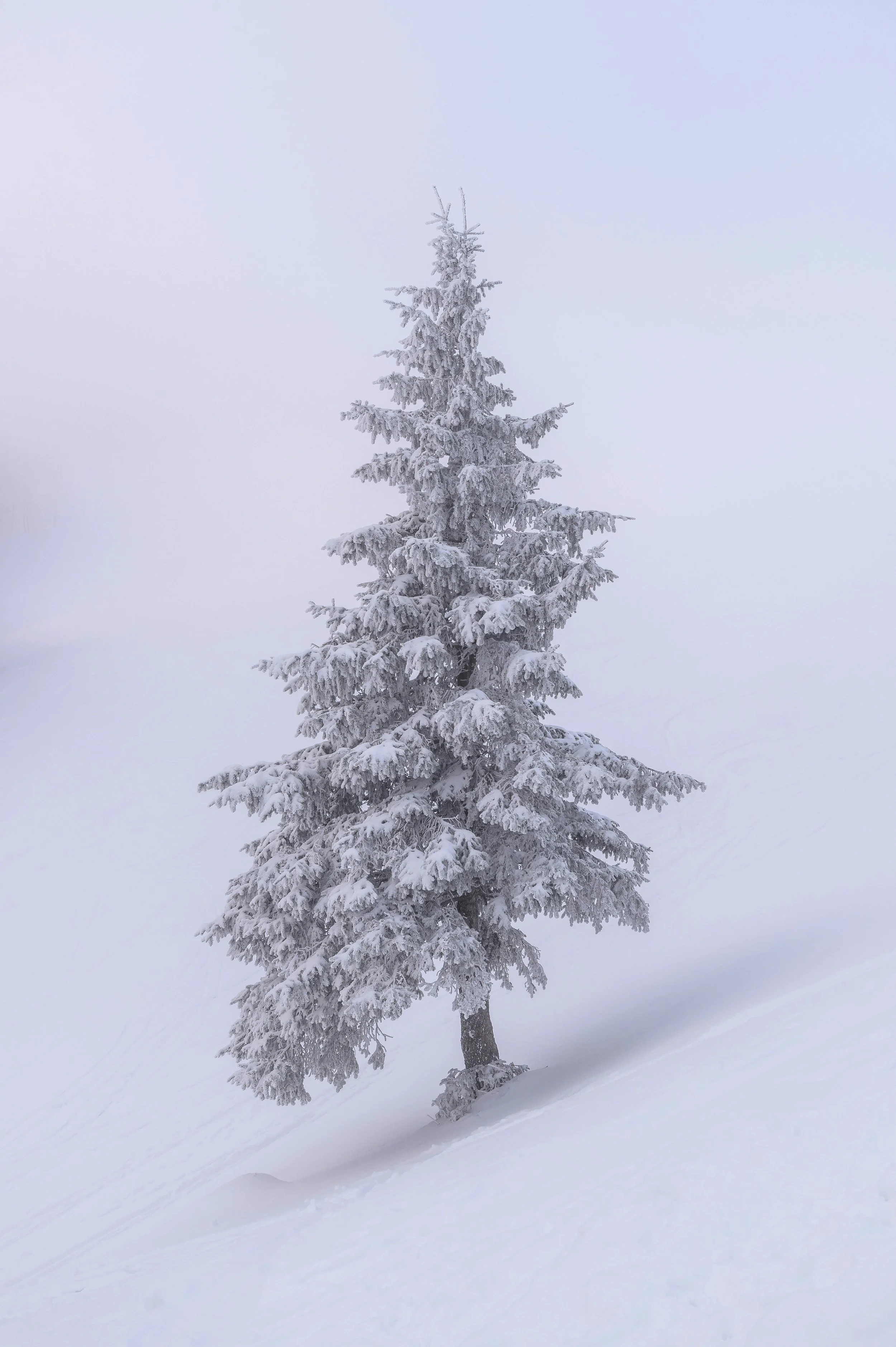 White Cedar - Snow.jpg