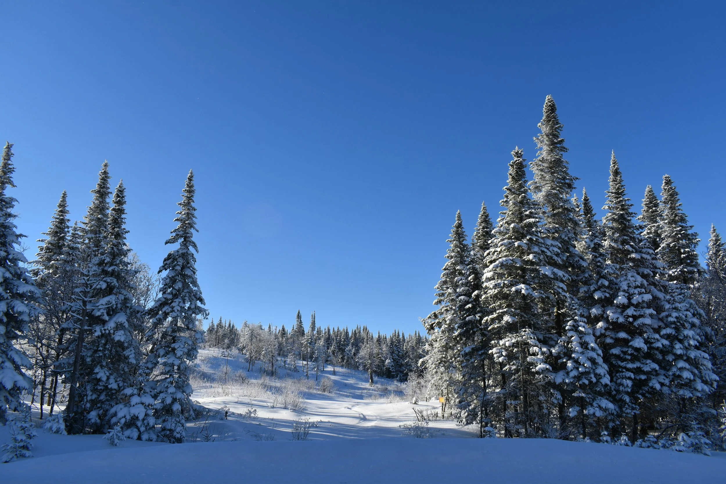 Blue Spruce Winter.jpg