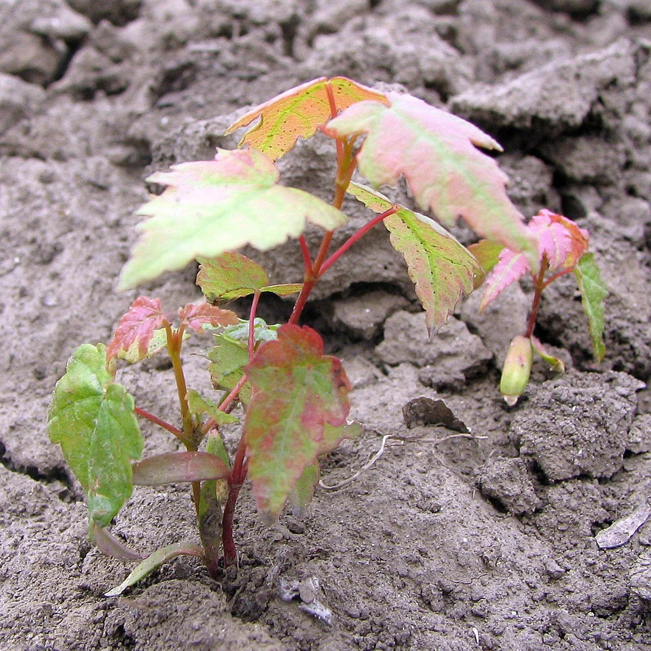 red-maple-2.jpg