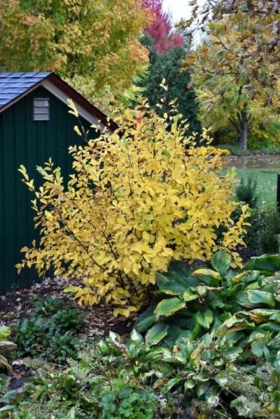 Witchhazel - Vernal