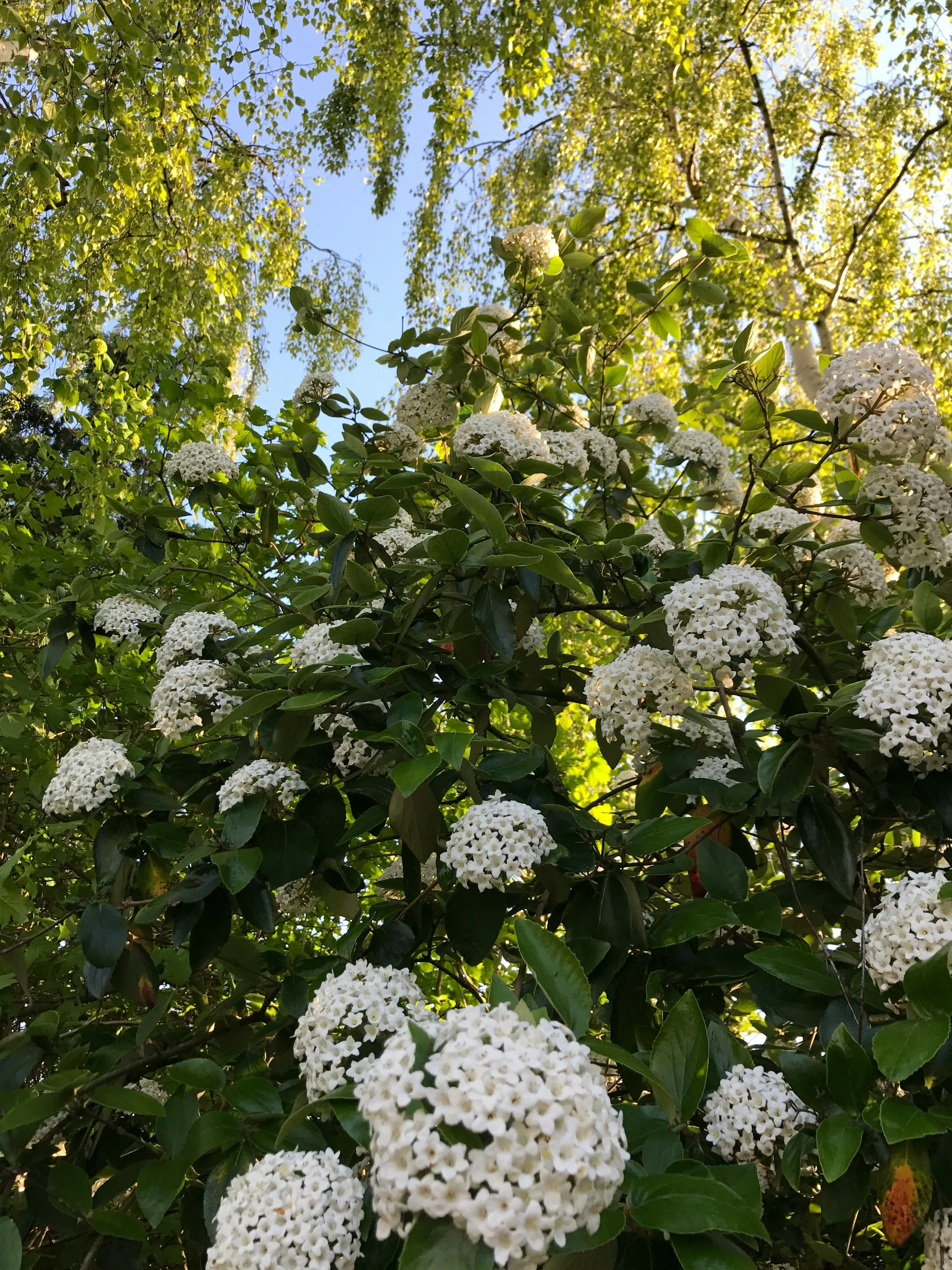 Arrowood Flowers.jpg