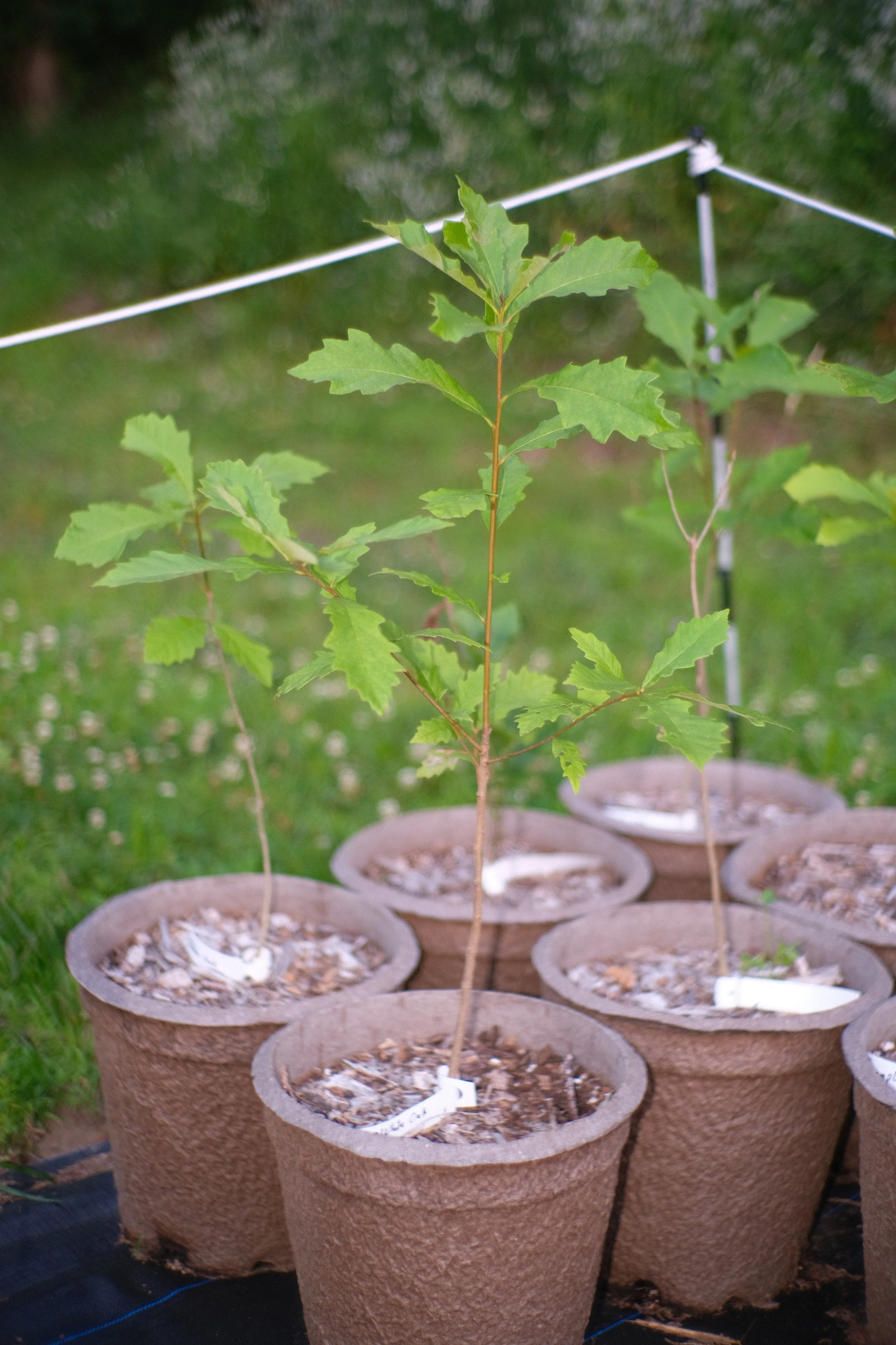 Swamp White Oak