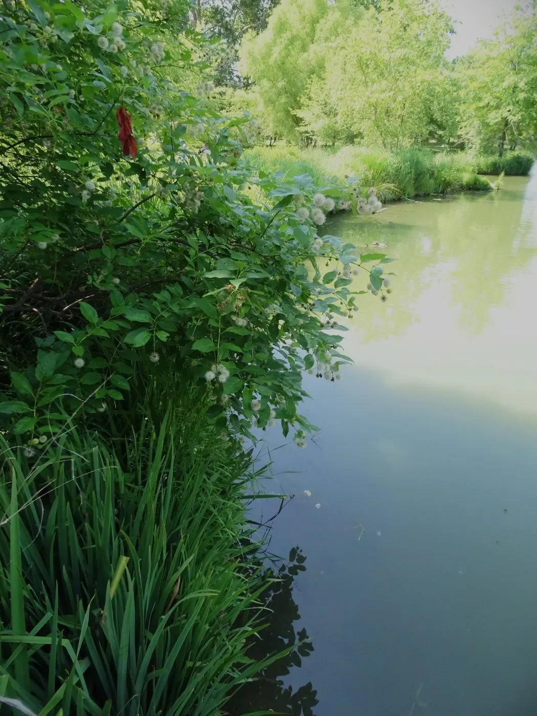 Buttonbush Water.webp