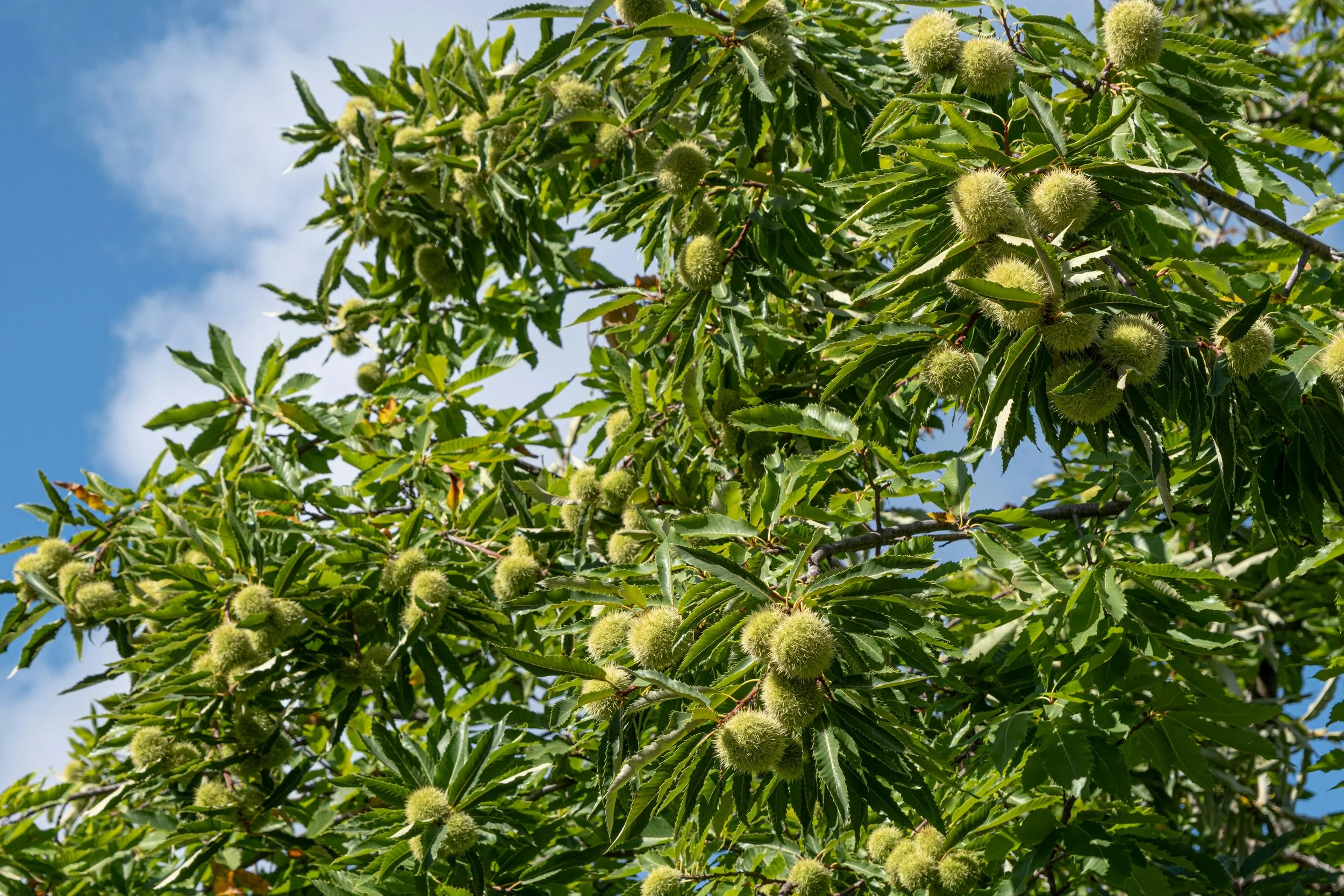 Chestnut Tree with nuts.jpg