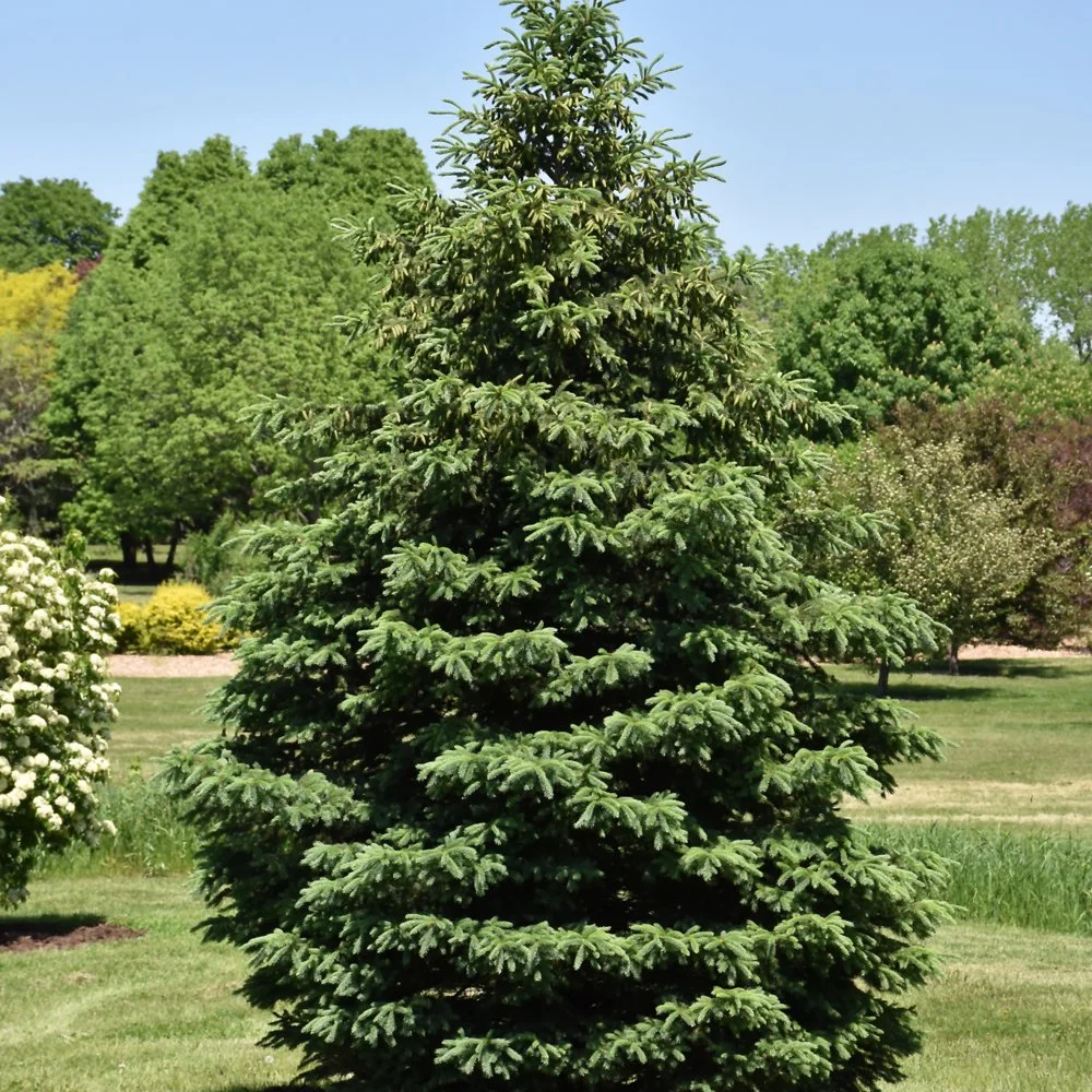 Blackhills Spruce.jpg