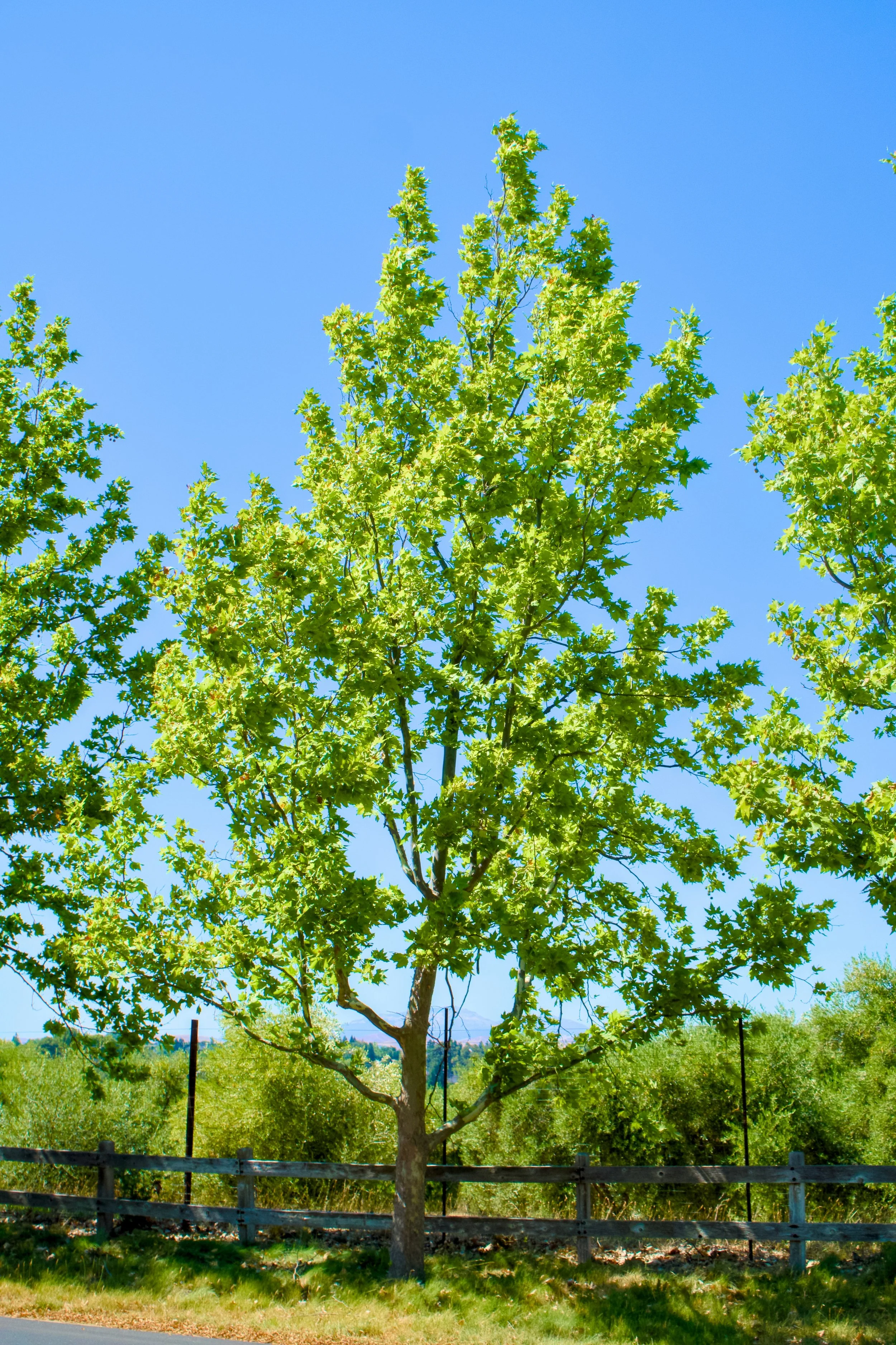 Sycamore Tree