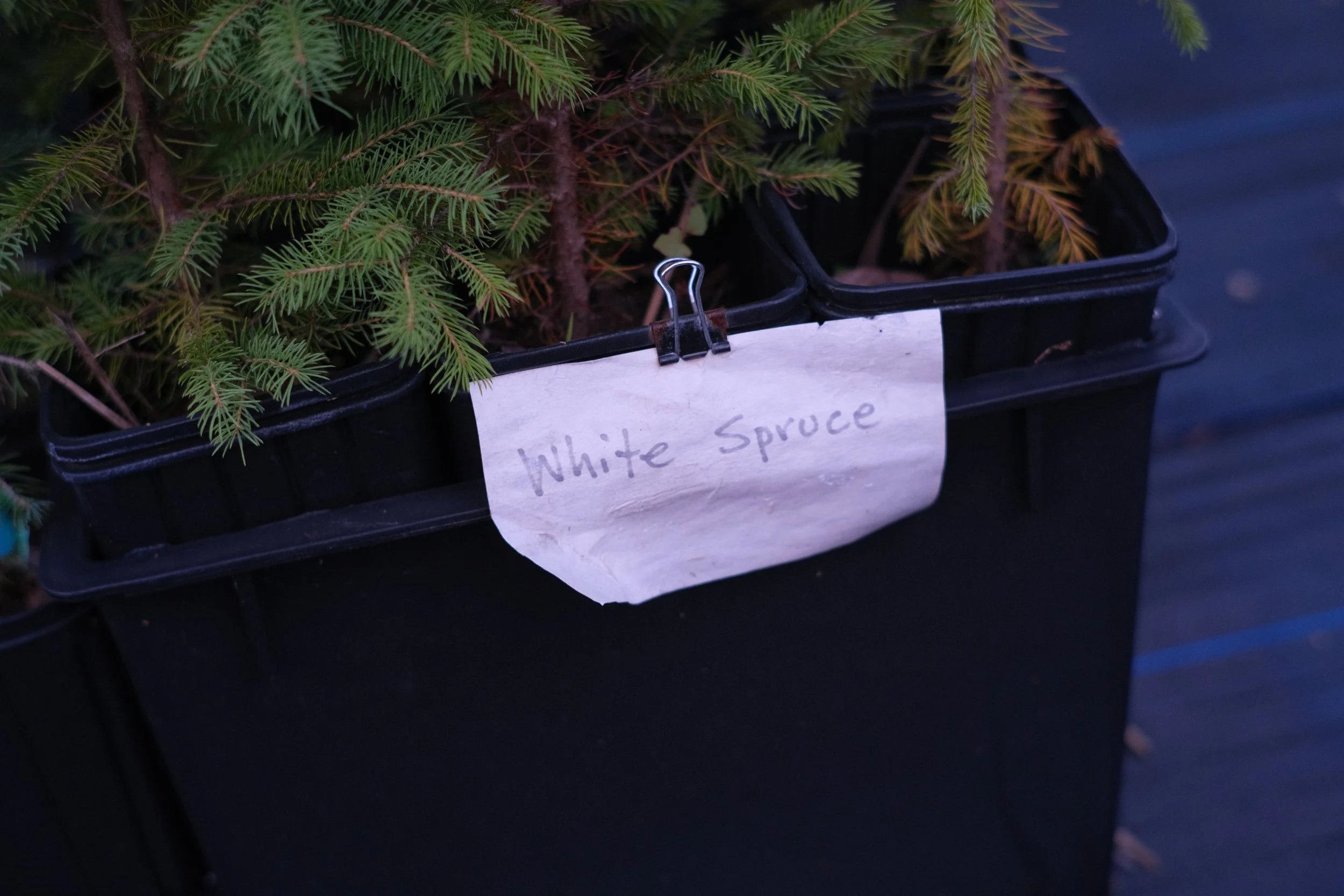 White Spruce