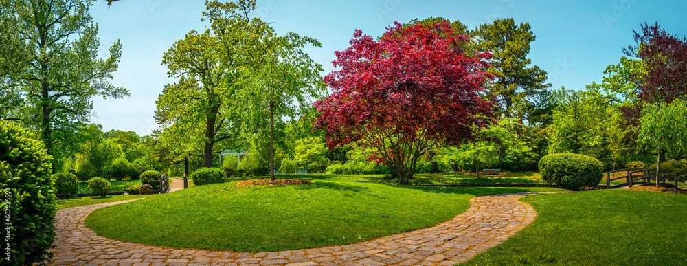 Image red-maple.jpg