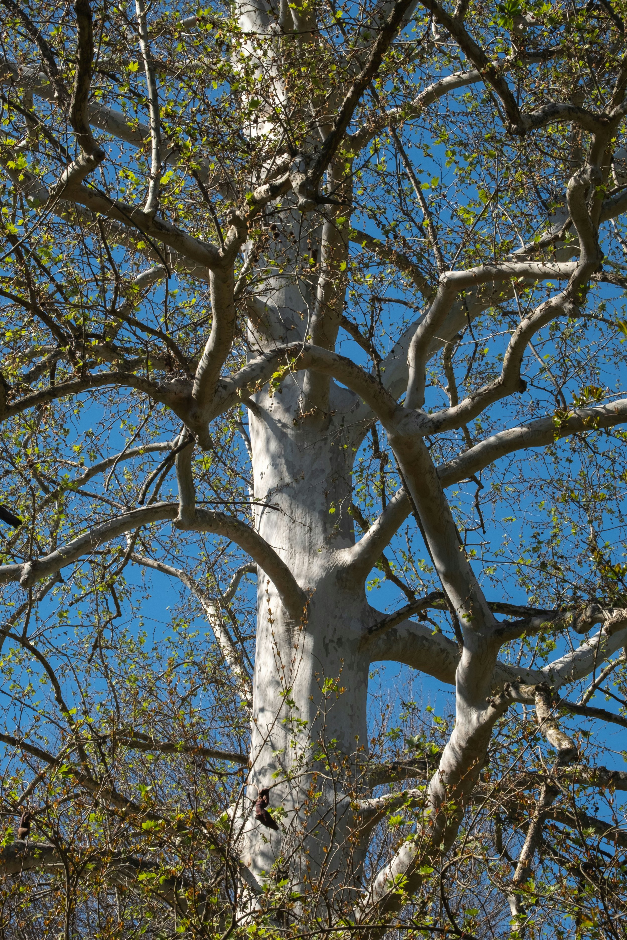 Sycamore Tree - Bark 2.jpg