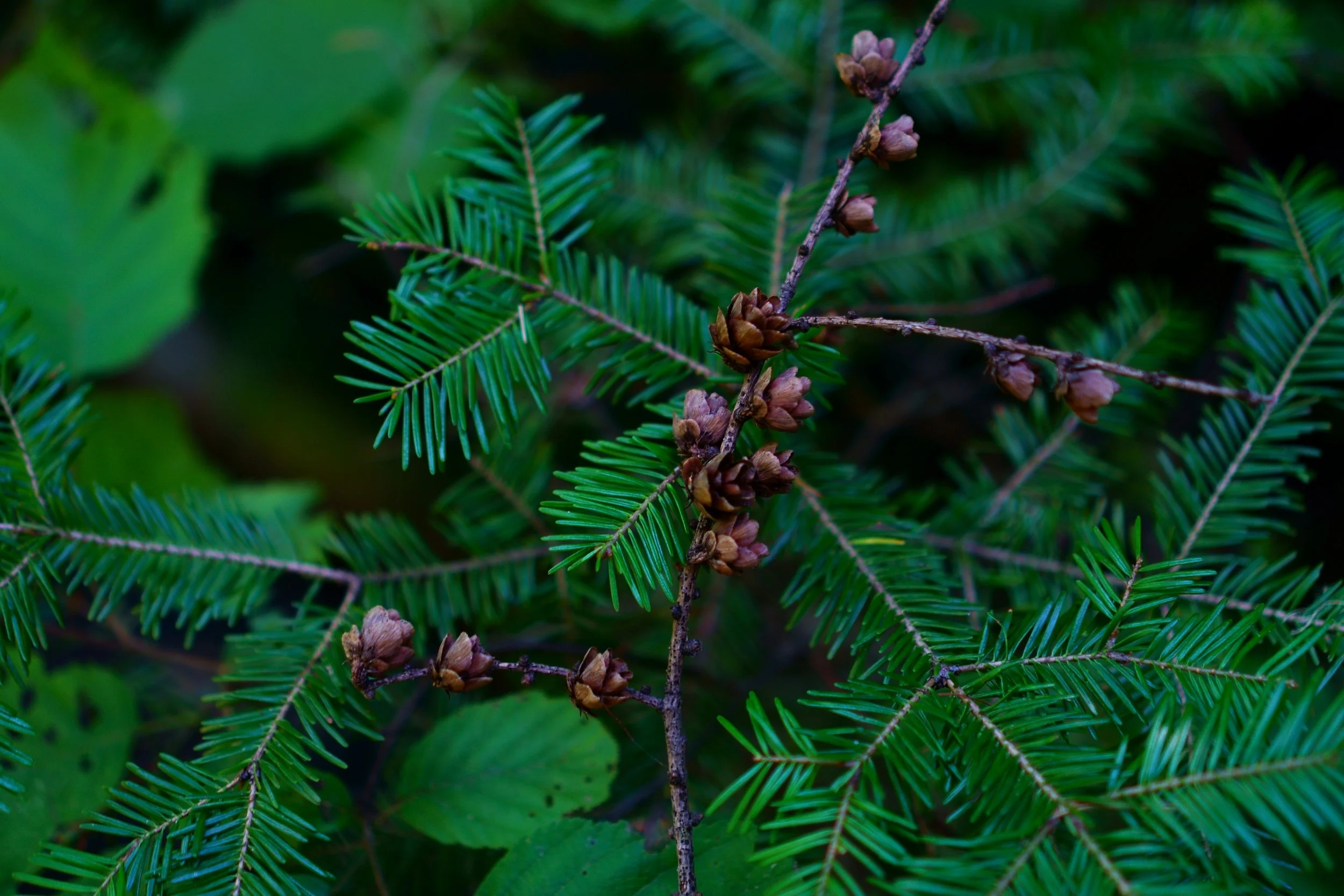 Canaan Fir Cones.jpg