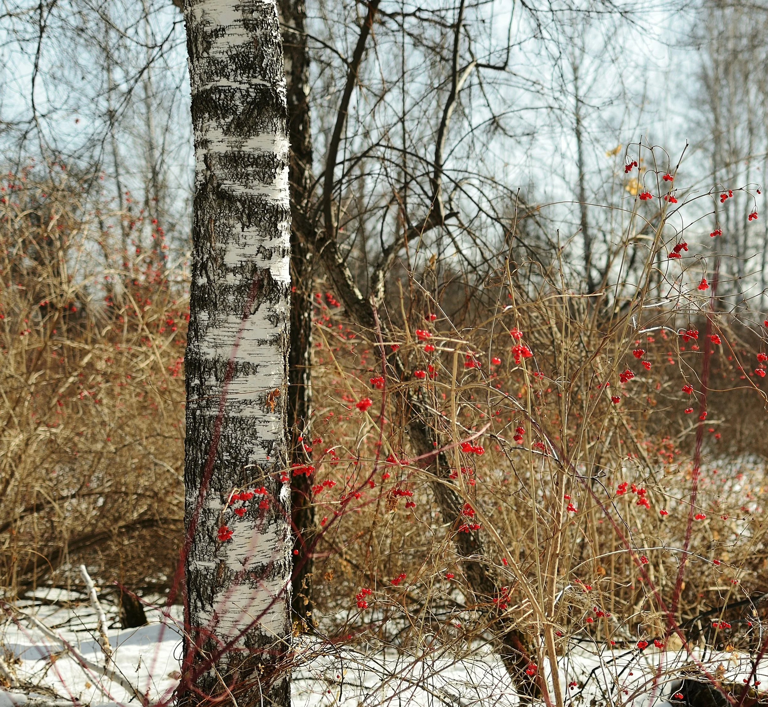 Smooth Alder Winter Berries.jpg