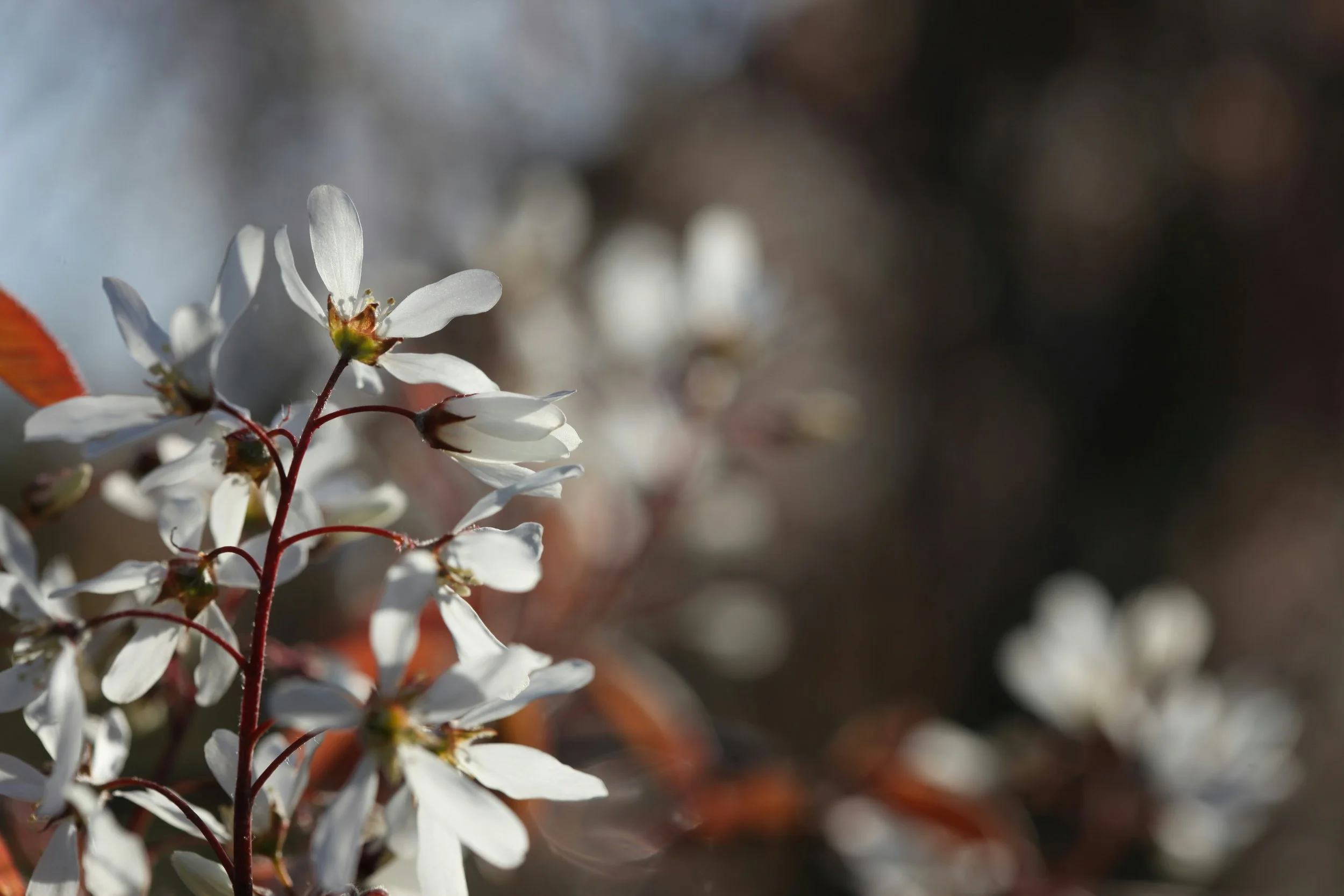 Serviceberry - Downy flower.jpg