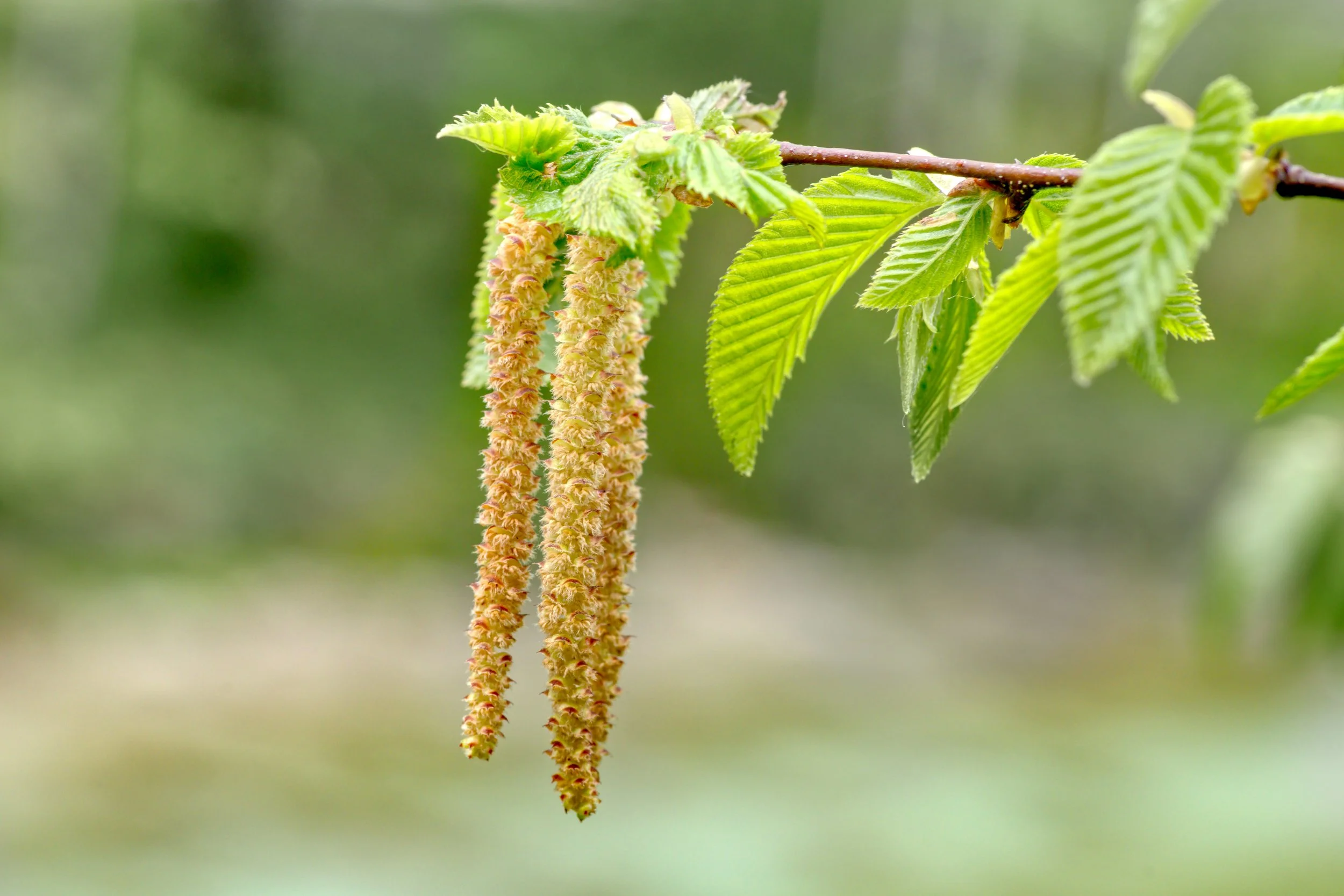Speckled Alder Seed Pod.jpg
