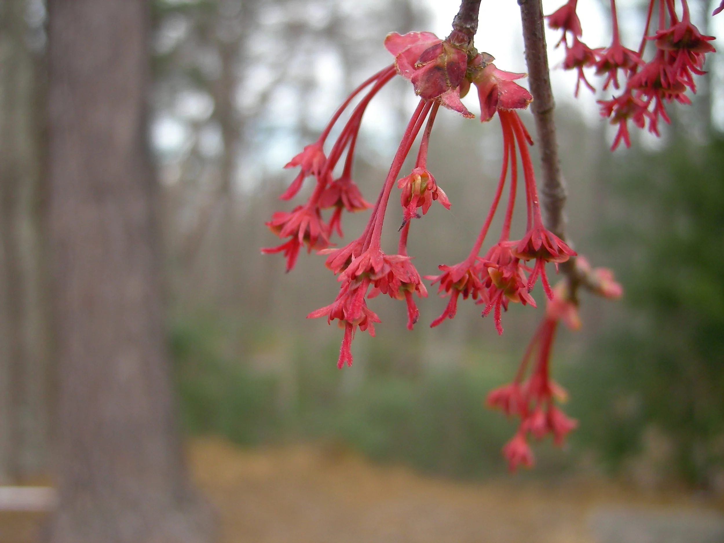 red-maple-1.jpg