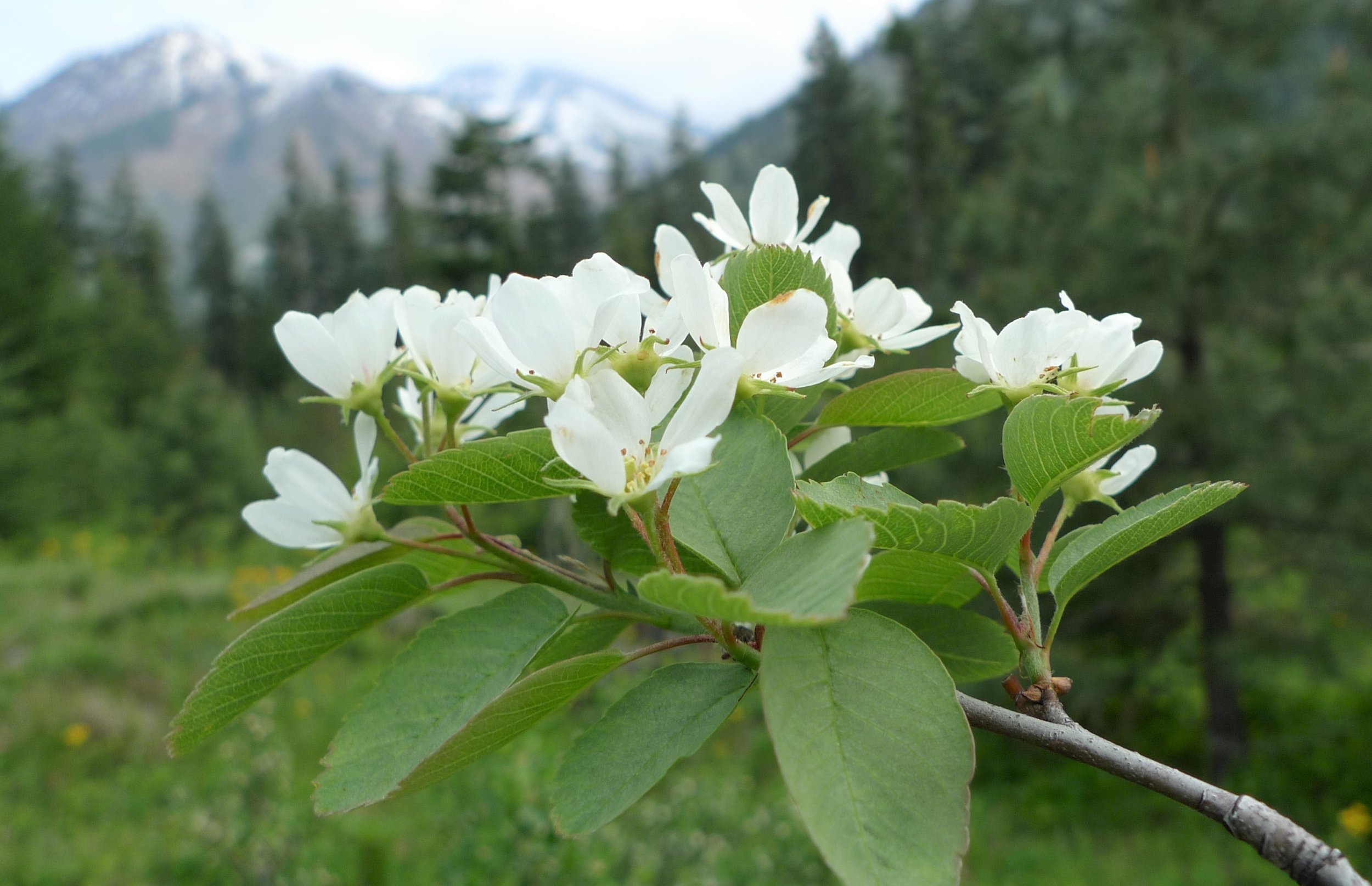 Serviceberry Saskatoon